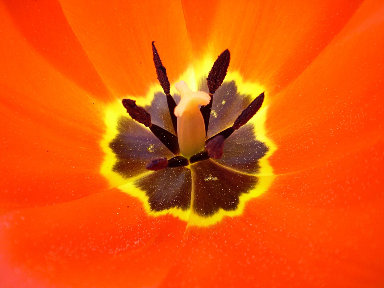 Olympus FE170,X760 sample photo. Flower, orange, petals photography