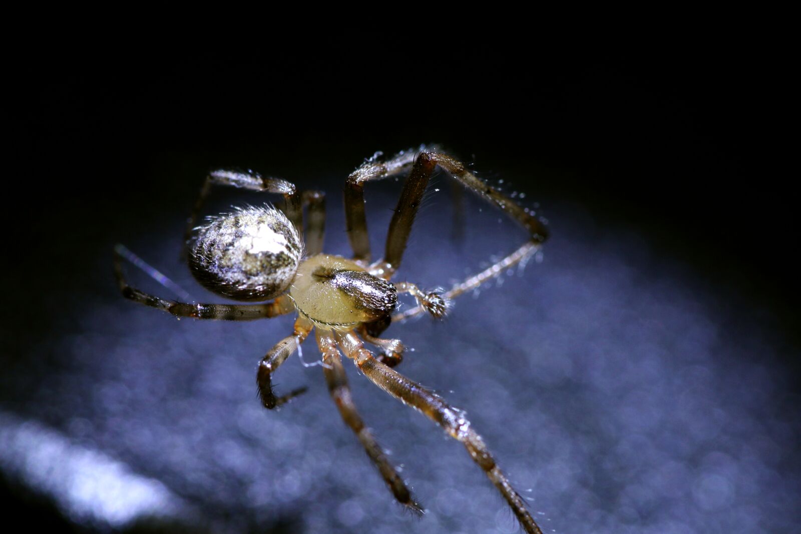 Canon EOS 70D sample photo. Spider, insect, macro photography