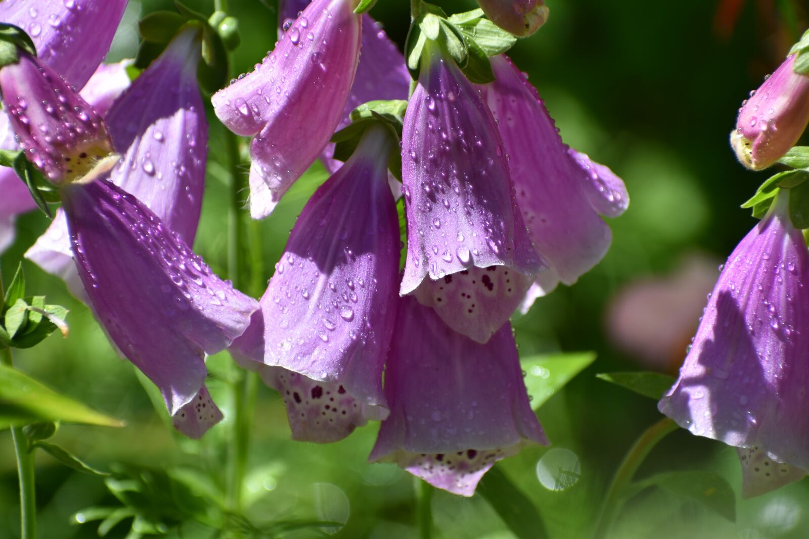 Nikon D3500 sample photo. Digitalis, flower, purple photography