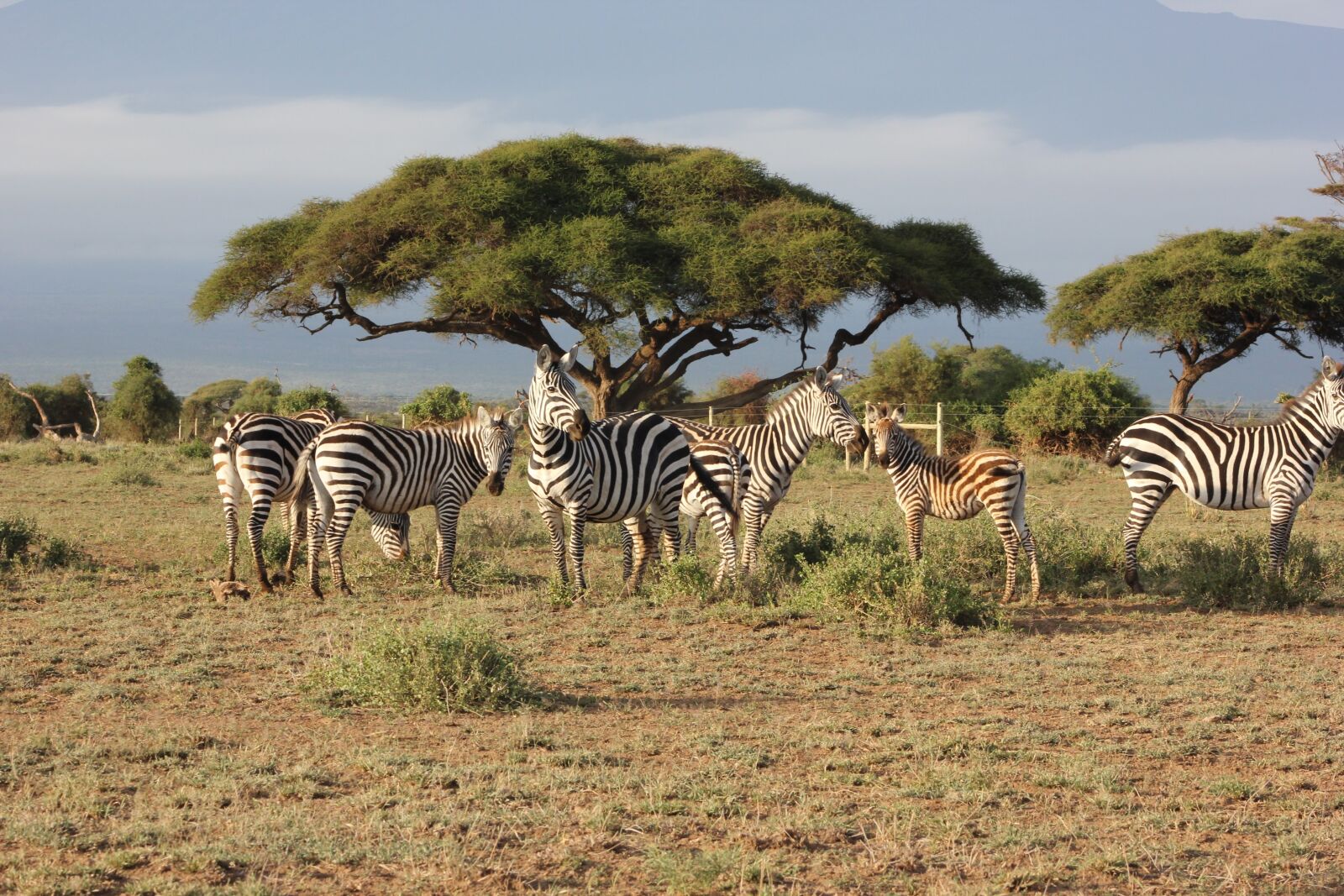 Canon EOS 550D (EOS Rebel T2i / EOS Kiss X4) sample photo. Safari, kenya, masai mara photography