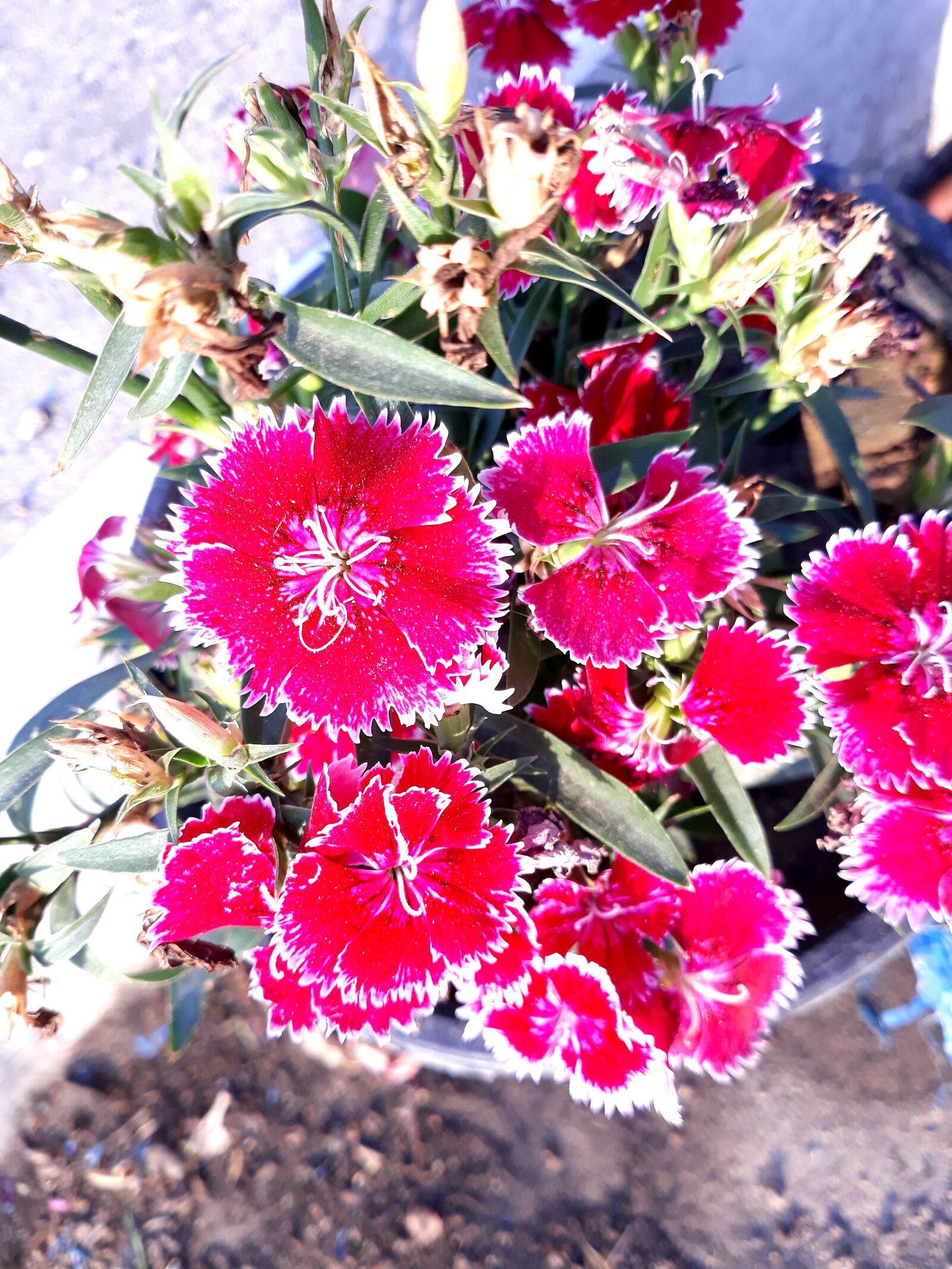 Samsung Galaxy J7 Pro sample photo. Flowers, nature, pink photography
