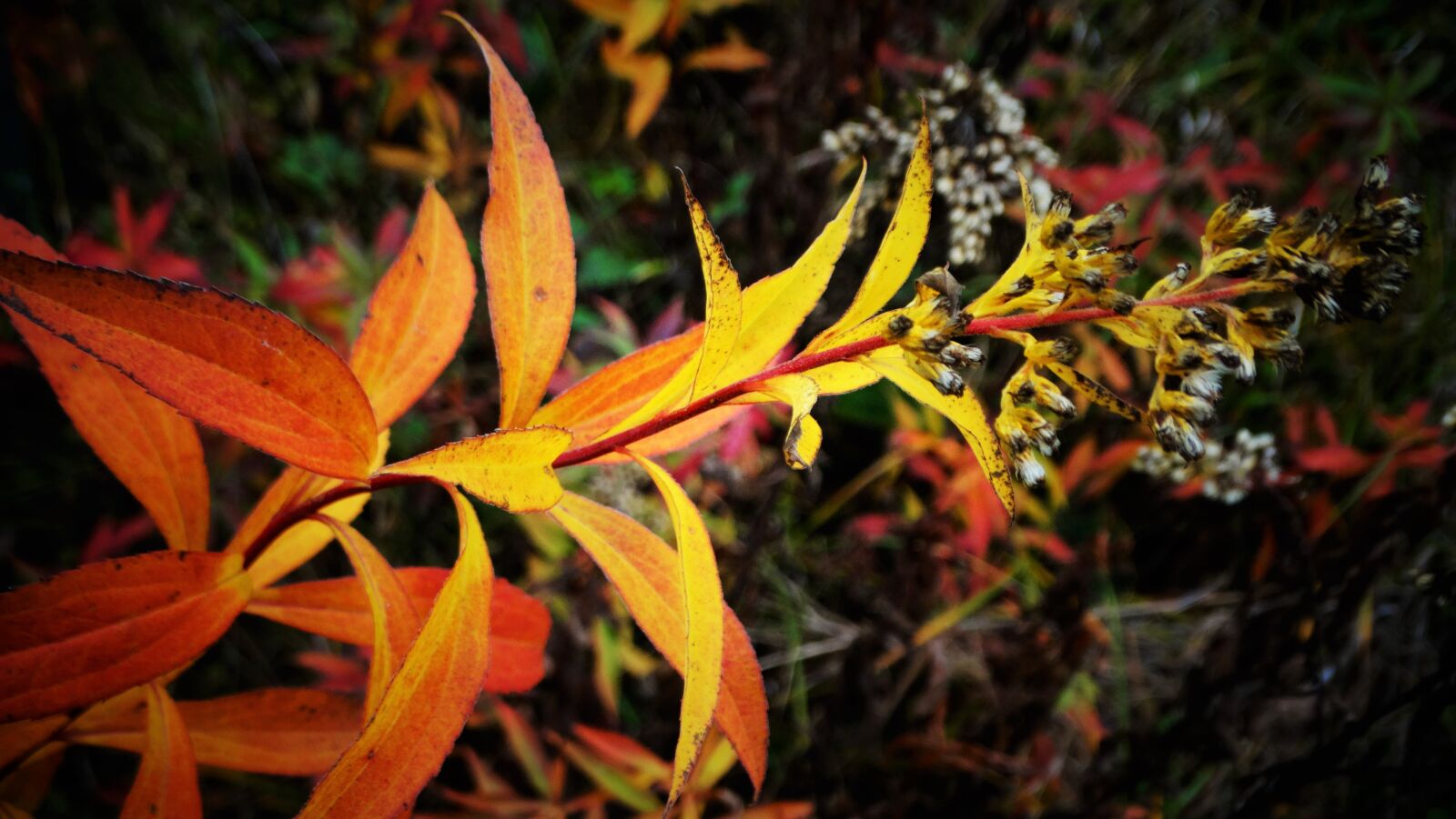 Sony Cyber-shot DSC-HX300 sample photo. Plant, autumn, flower photography
