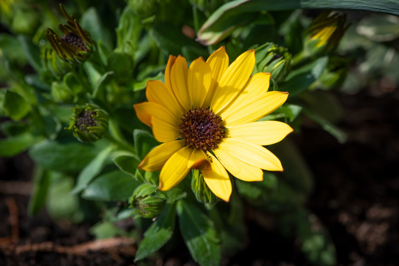 Nikon D750 sample photo. Flower, yellow, plant photography