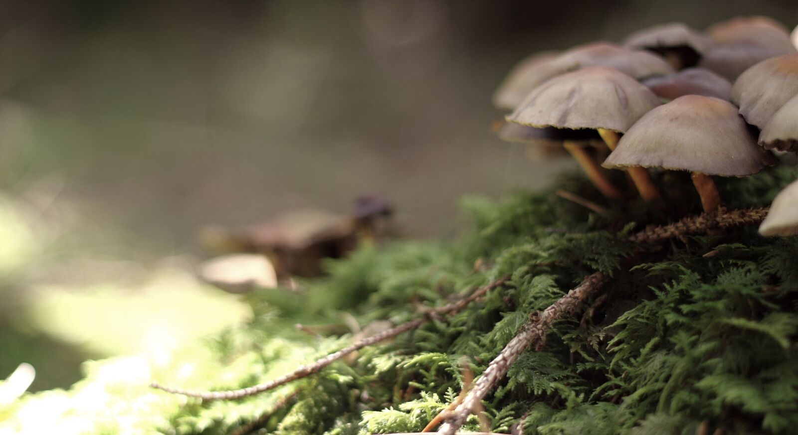 Canon EOS 500D (EOS Rebel T1i / EOS Kiss X3) + Canon EF 50mm F1.8 II sample photo. Mushroom, nature, live photography