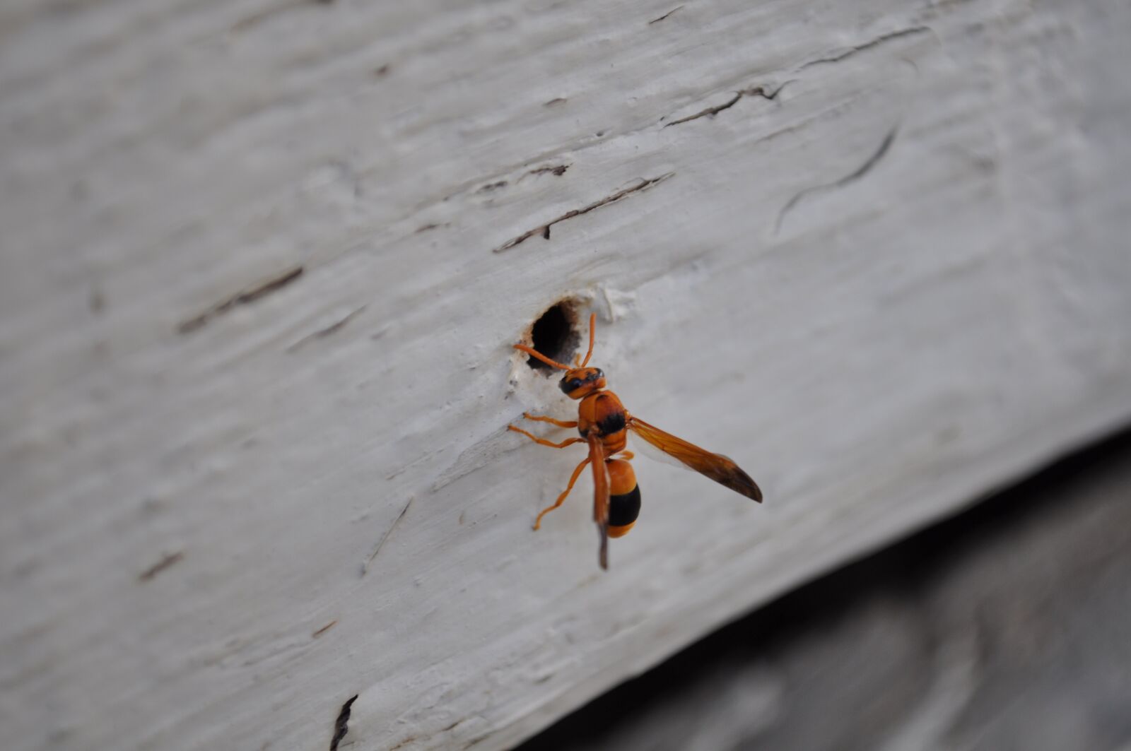 Nikon D5000 sample photo. Nature, insect, animal photography