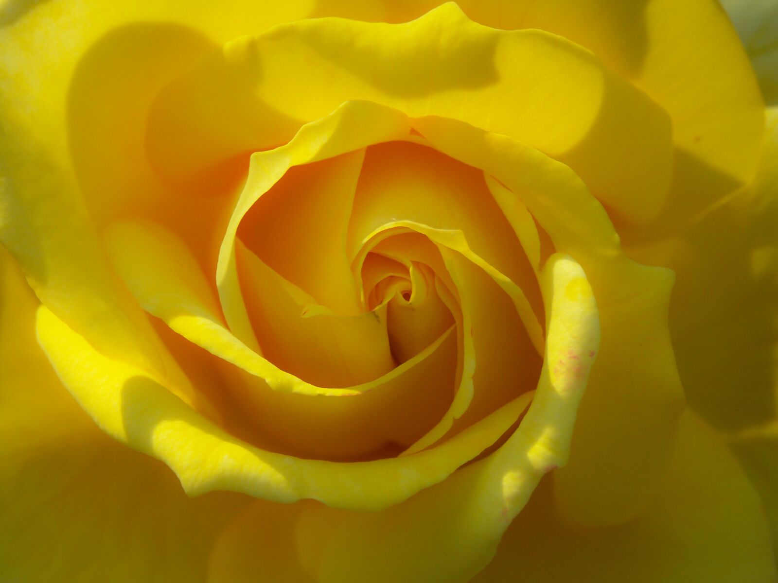 KONICA MINOLTA DiMAGE A1 sample photo. Rose, yellow, flower photography