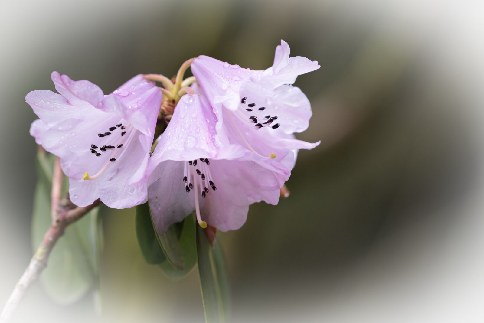 Nikon D810 sample photo. Pink, flowers, petals photography