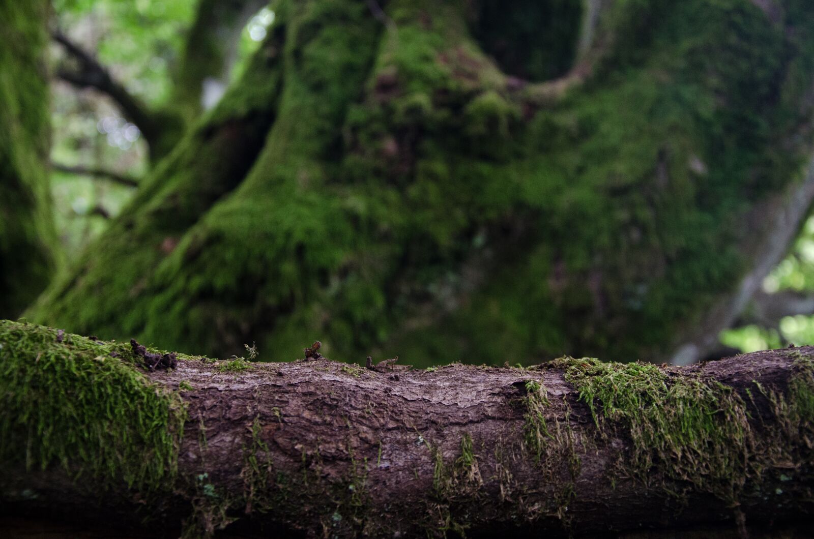 Nikon D5100 sample photo. Tree, green, moss photography