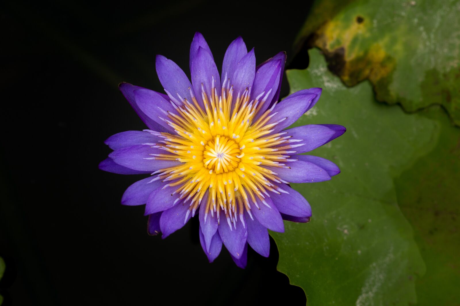 Canon EF 100mm F2.8L Macro IS USM sample photo. Water lily, nuphar lutea photography