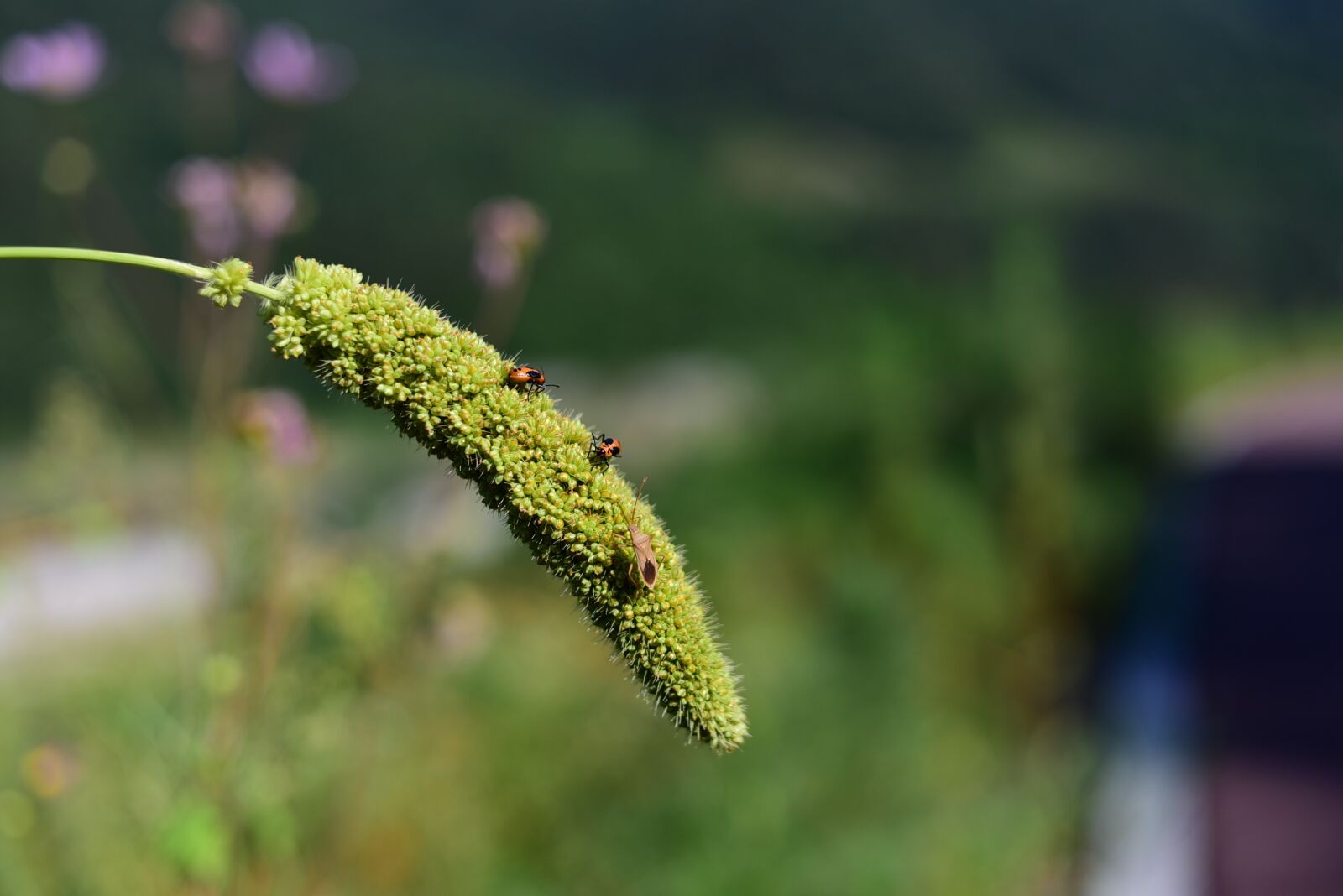Nikon D750 sample photo. Pool, insects, foxtail photography