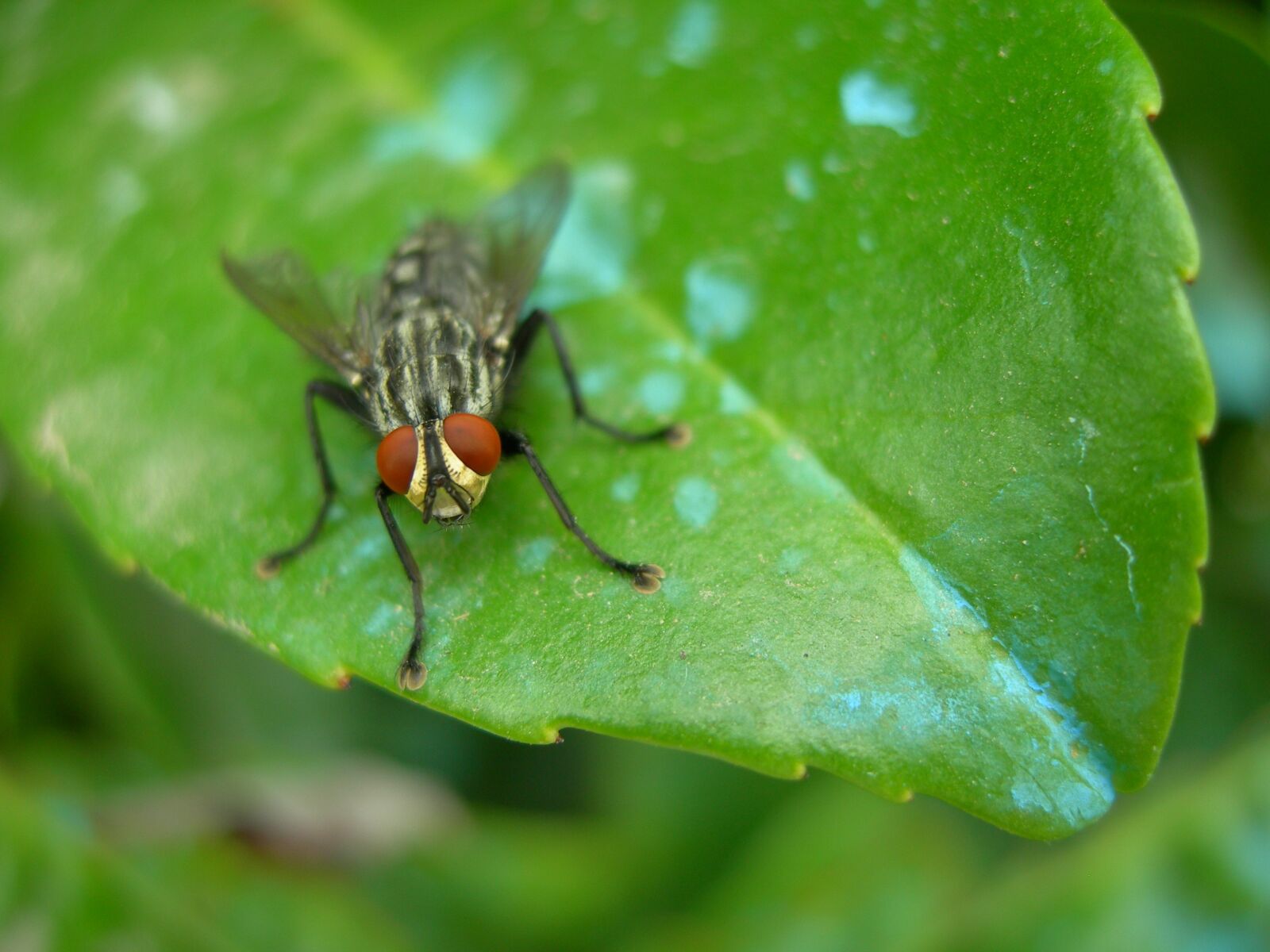 Nikon E7600 sample photo. Insect, fly, macro photography
