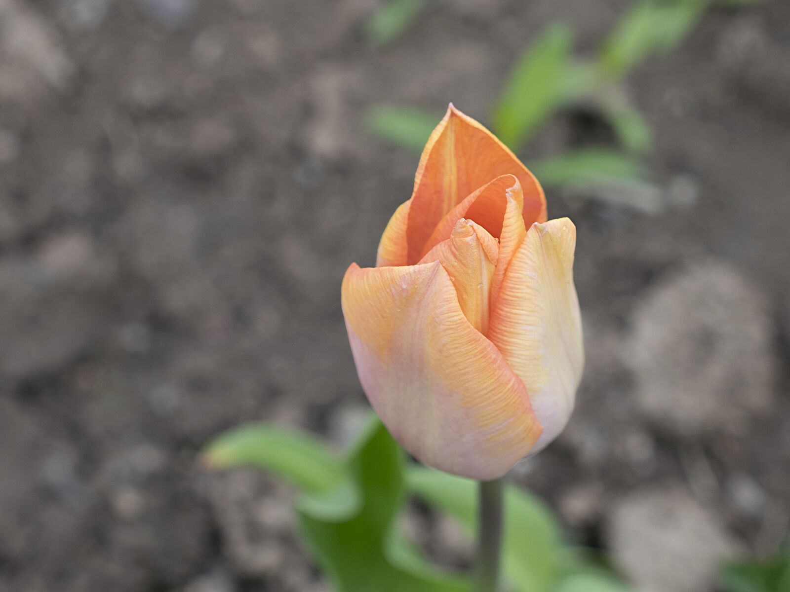 Nikon D3300 sample photo. Rose, flower, blossom photography