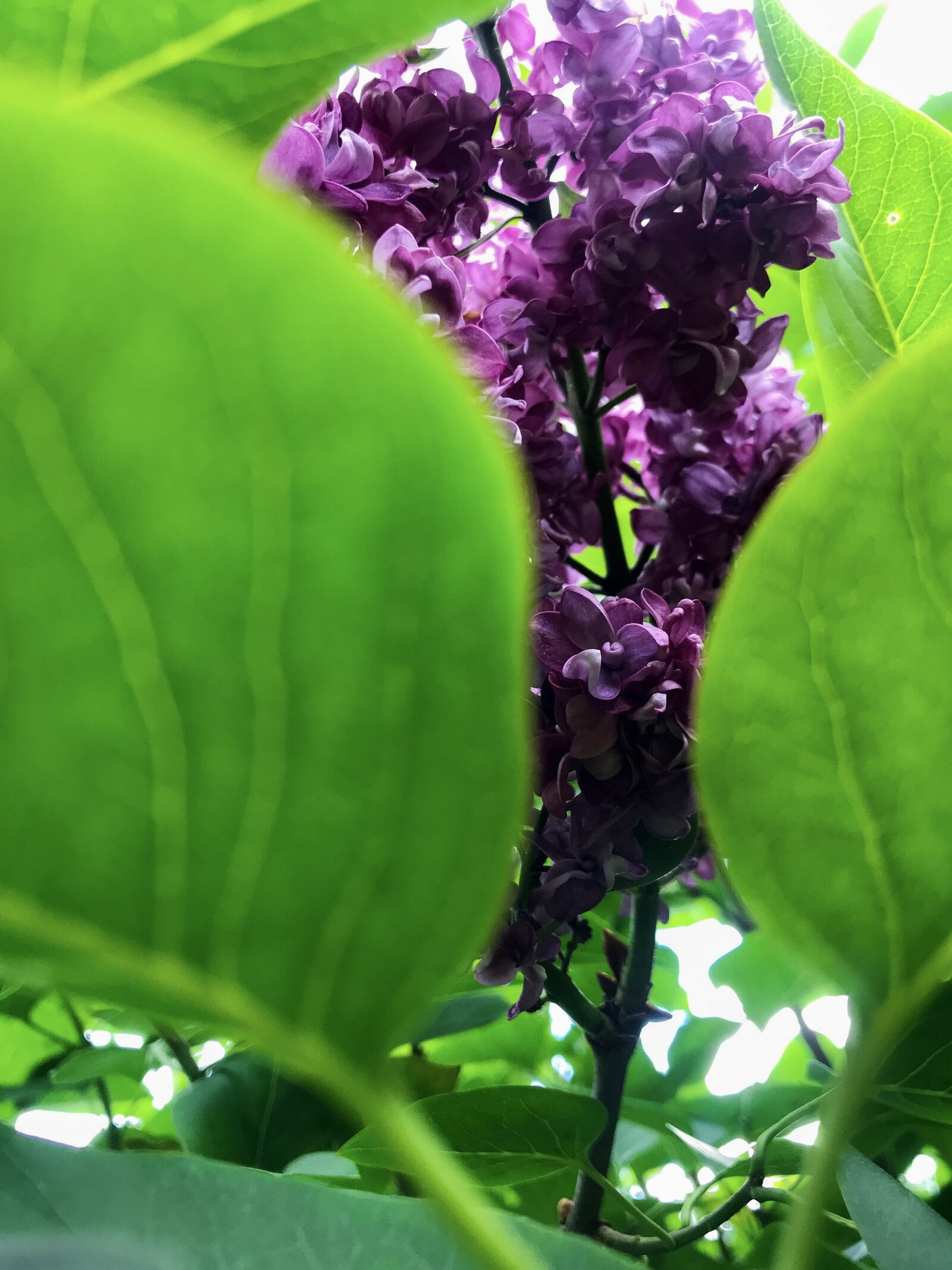 iPhone 7 back camera 3.99mm f/1.8 sample photo. Lilac, oleaceae, ornamental shrub photography