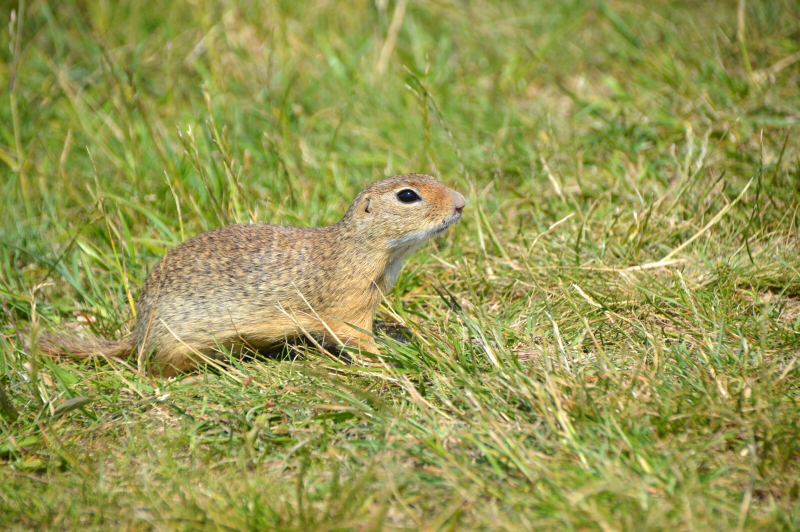 Nikon D3200 sample photo. Squirrel, rodent, grass photography