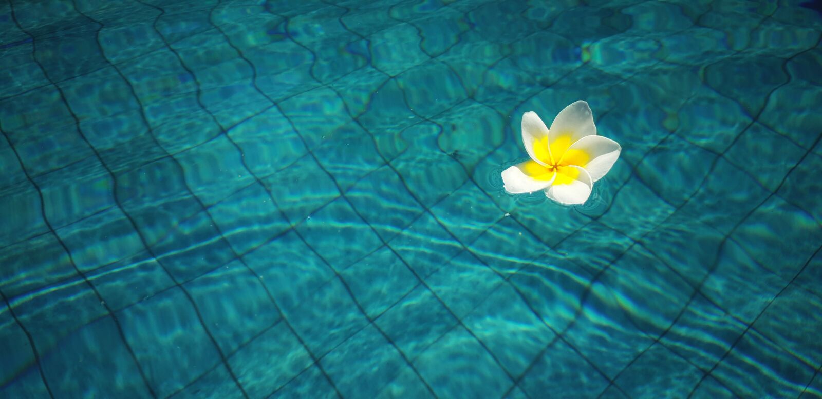 Samsung Galaxy S9 sample photo. Flowers, frangipani, flower photography