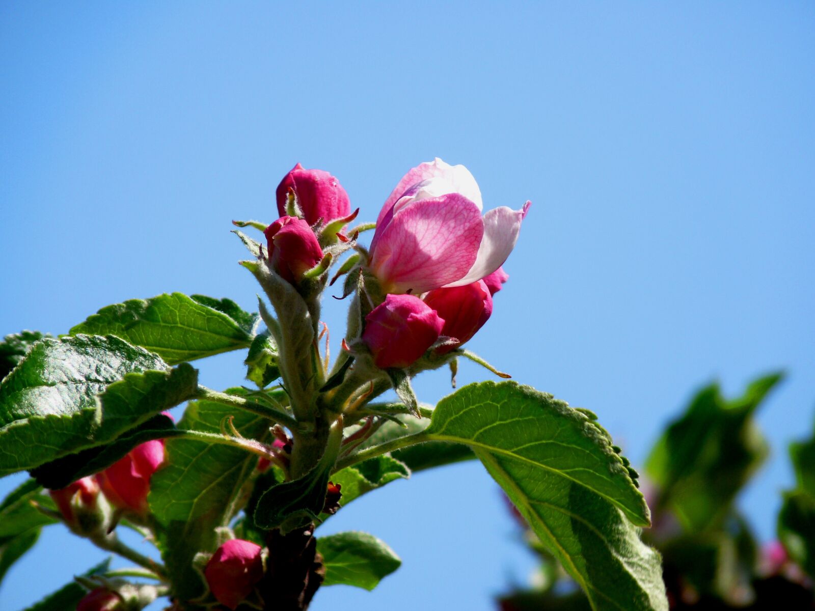 Panasonic Lumix DMC-FZ28 sample photo. Blossom, old country, meadow photography