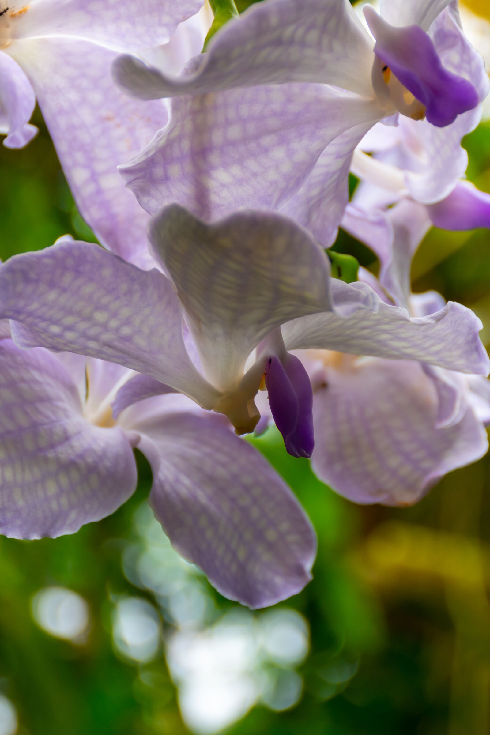 Nikon D7200 sample photo. Orchid, nature, flower photography