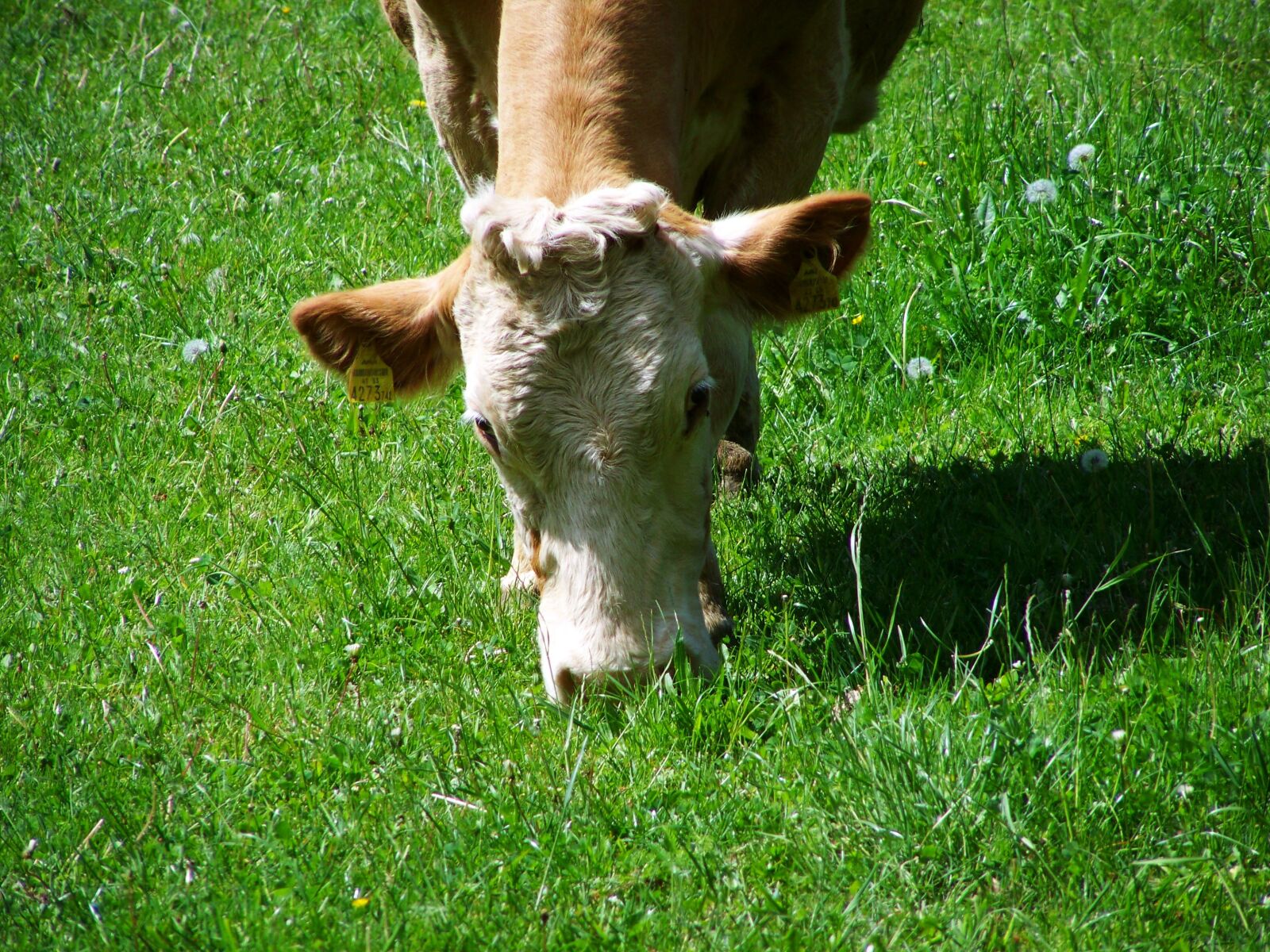 Kodak EASYSHARE ZD710 ZOOM DIGITAL CAMERA sample photo. Cow portrait, browse, brown photography