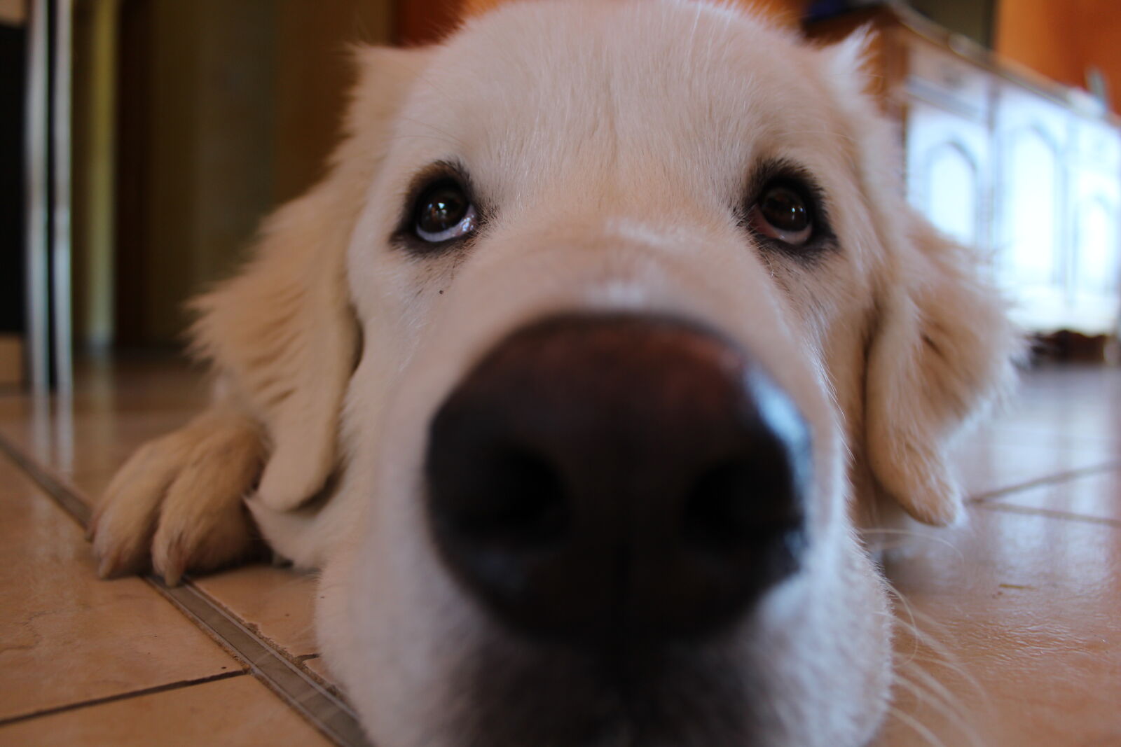 Canon EOS 700D (EOS Rebel T5i / EOS Kiss X7i) sample photo. Dog photography