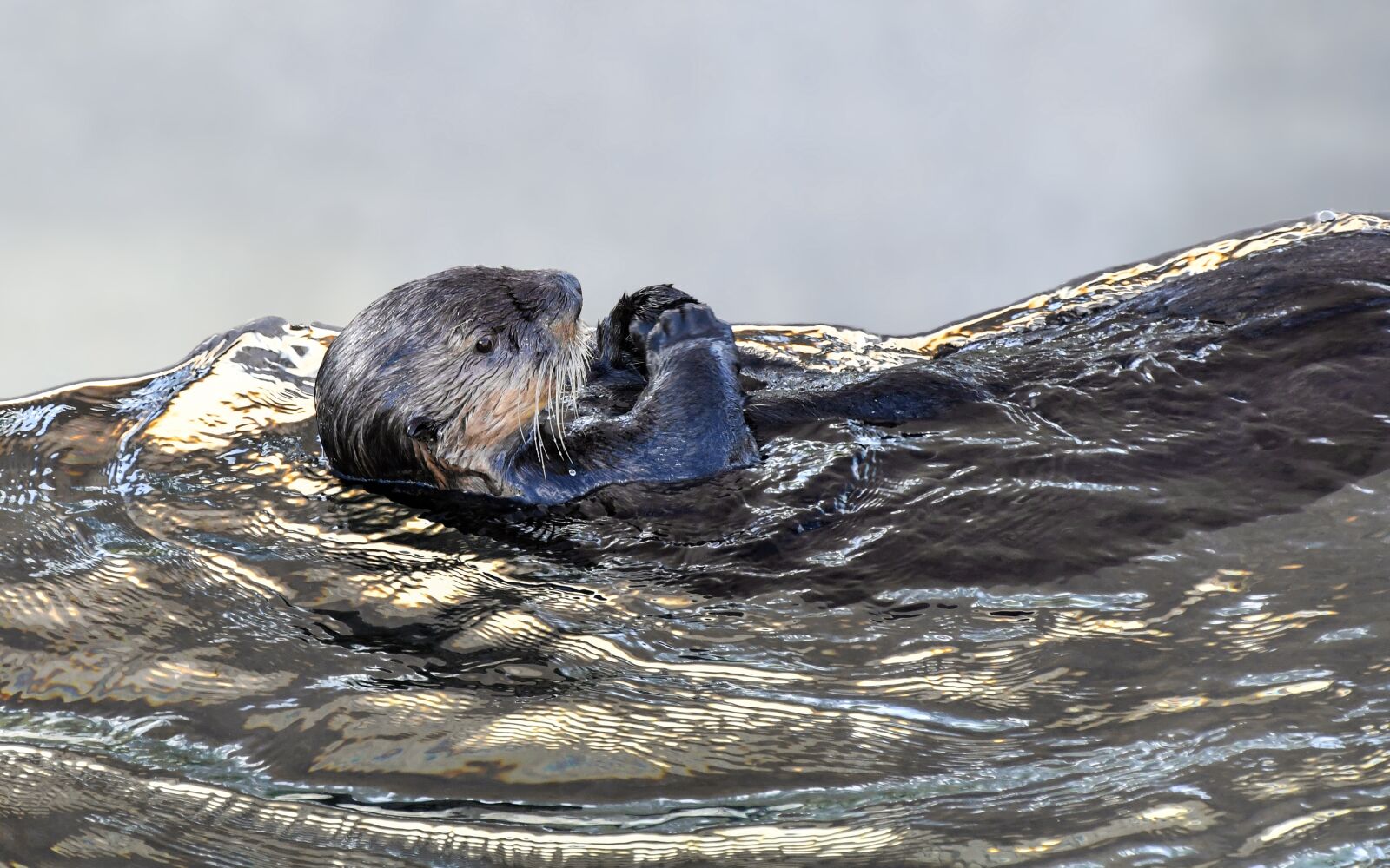 Nikon D500 sample photo. Sea ​​otter, animal, aquatic photography