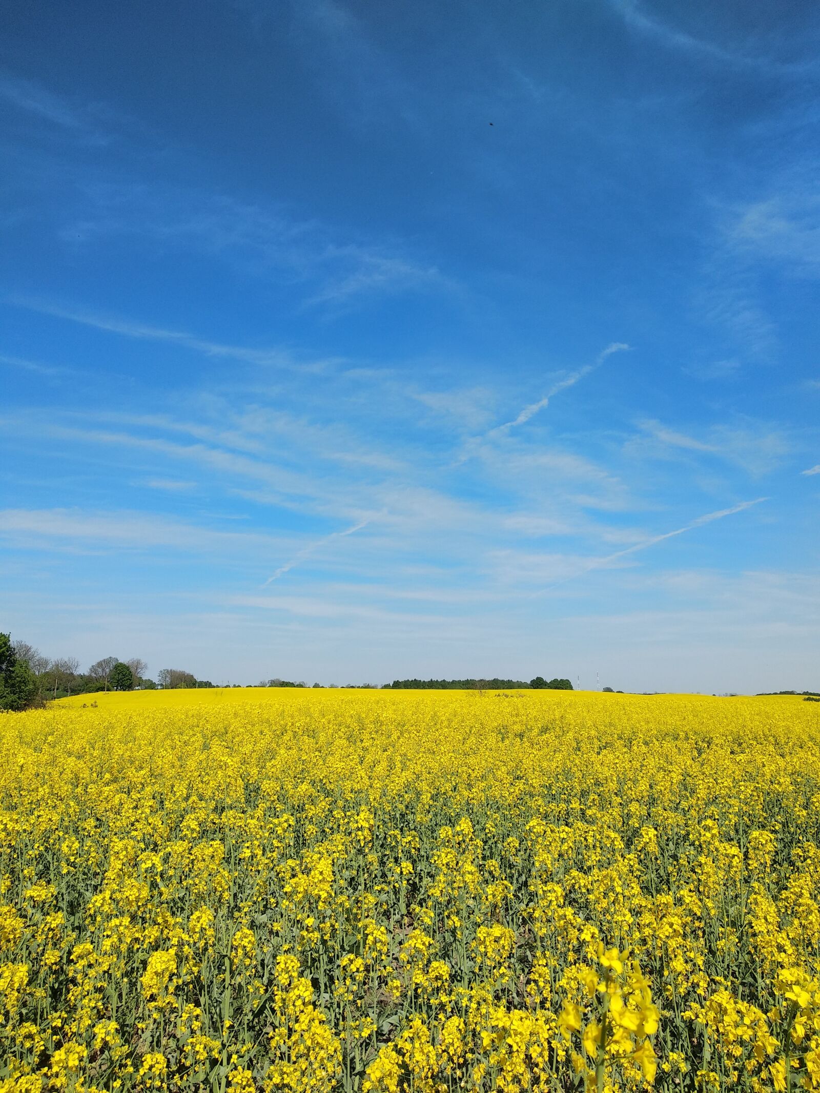Xiaomi Mi A1 sample photo. Rape, yellow, field photography