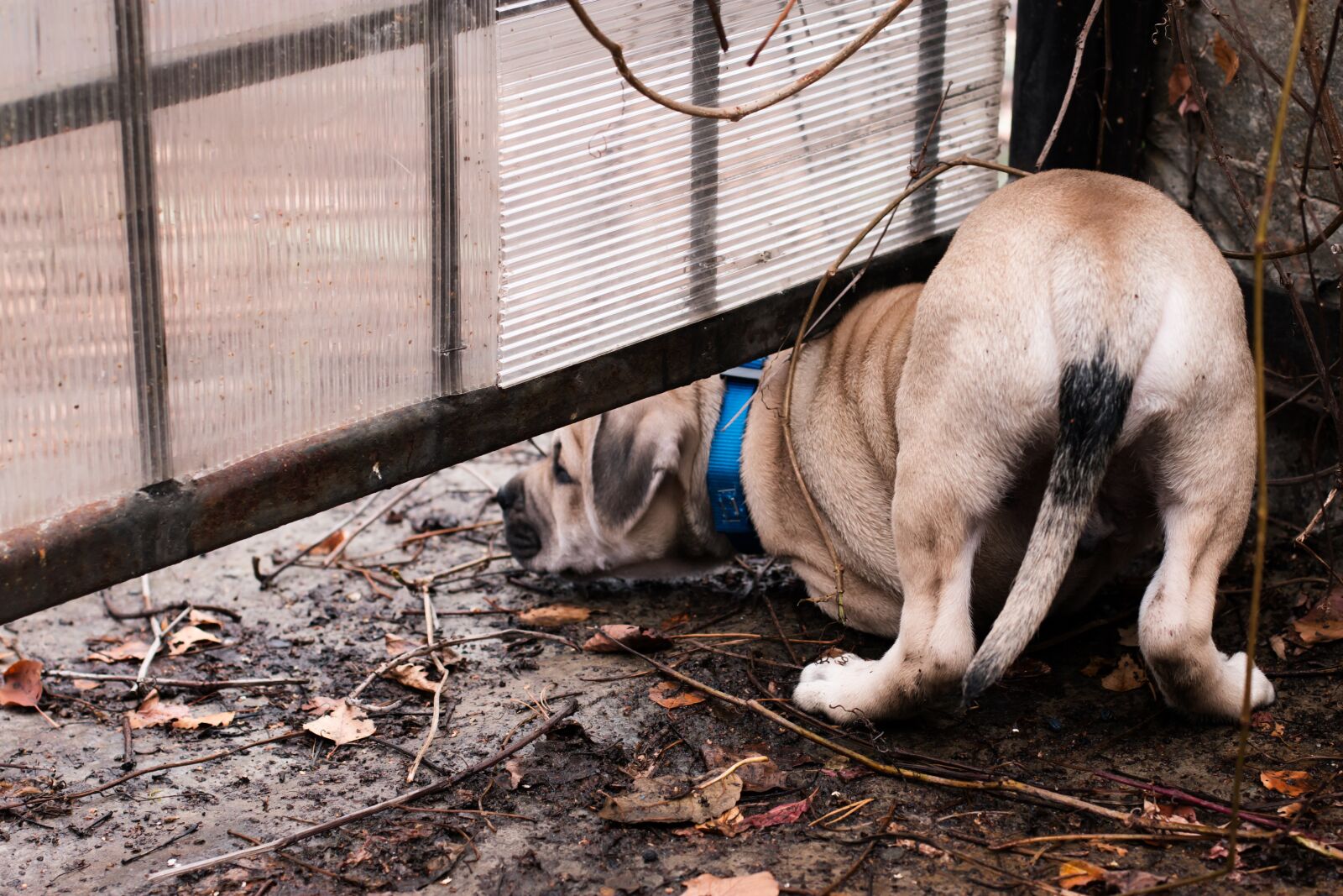 Canon EOS 70D + Canon EF 50mm F1.4 USM sample photo. Dog, puppy, ca-de-bou photography