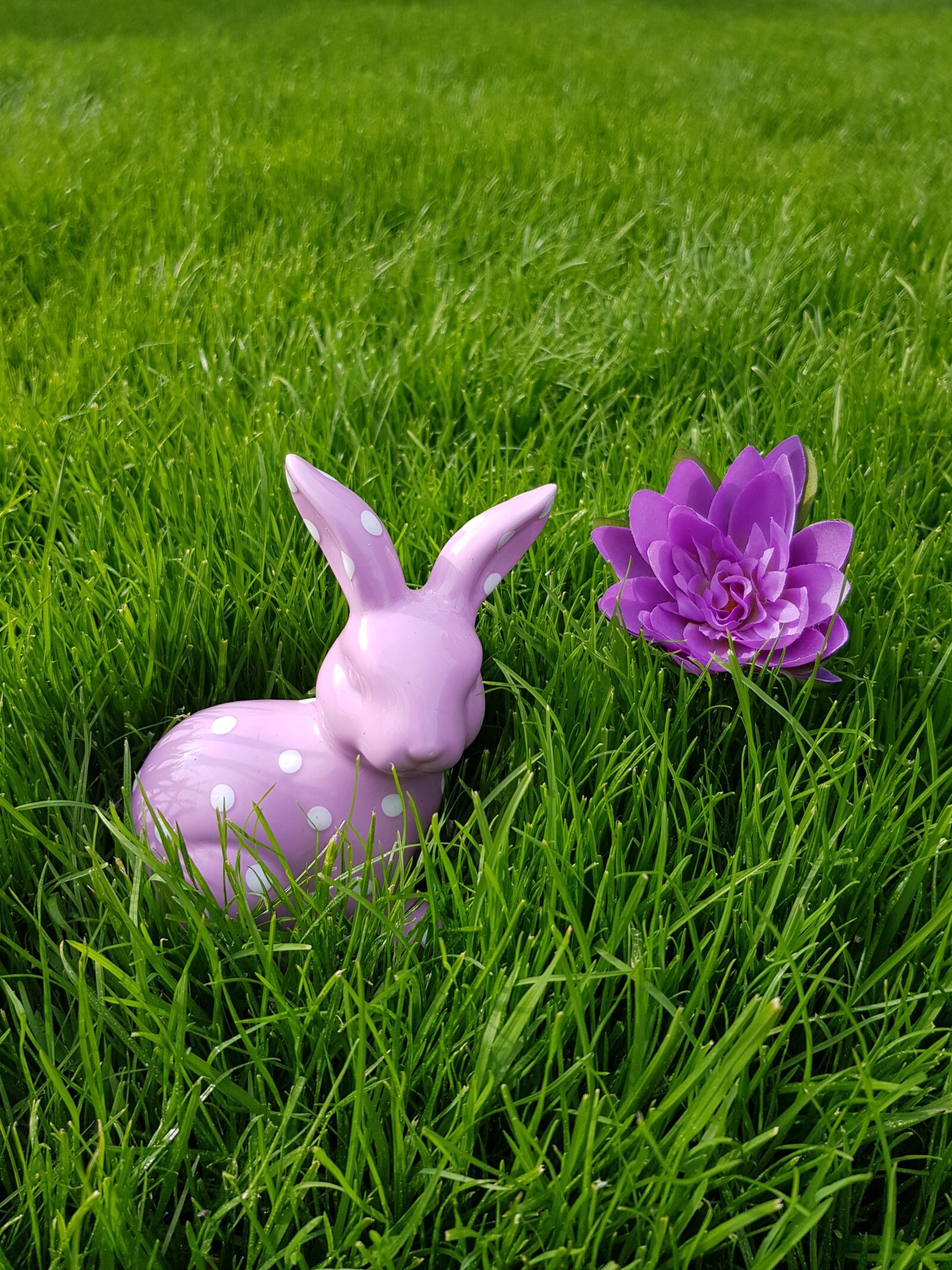 Samsung Galaxy S8 sample photo. Grass, meadow, easter photography