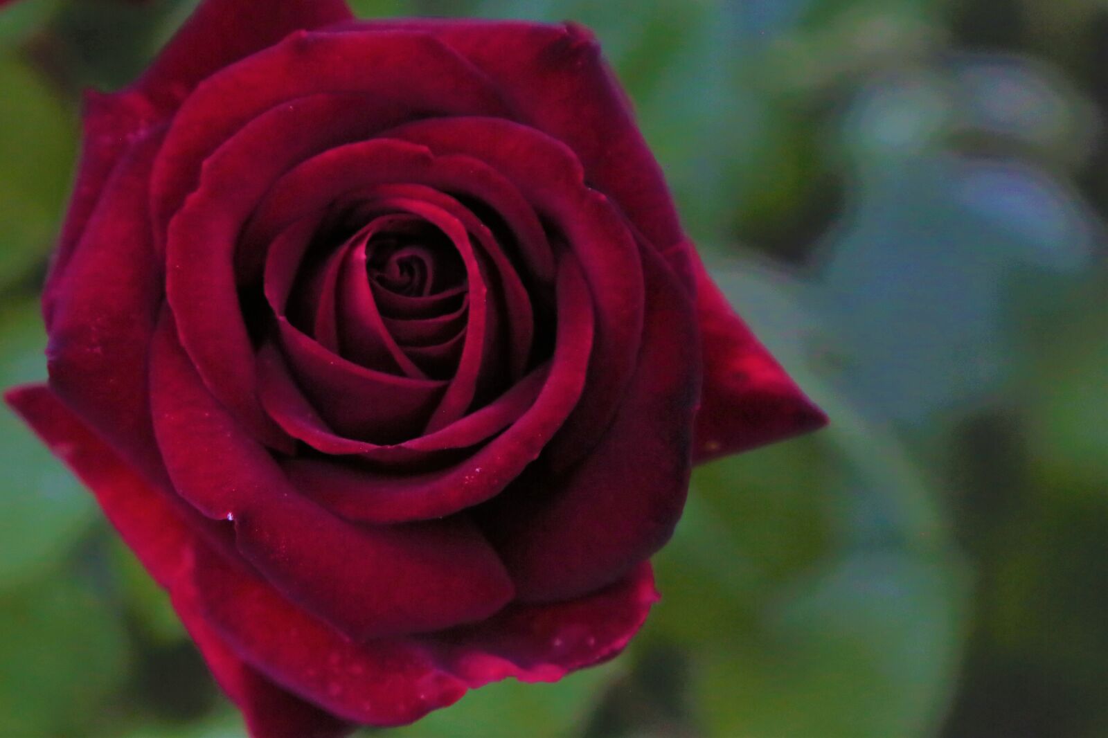 Canon EF 24-105mm F4L IS USM sample photo. Rose, flower, nature photography