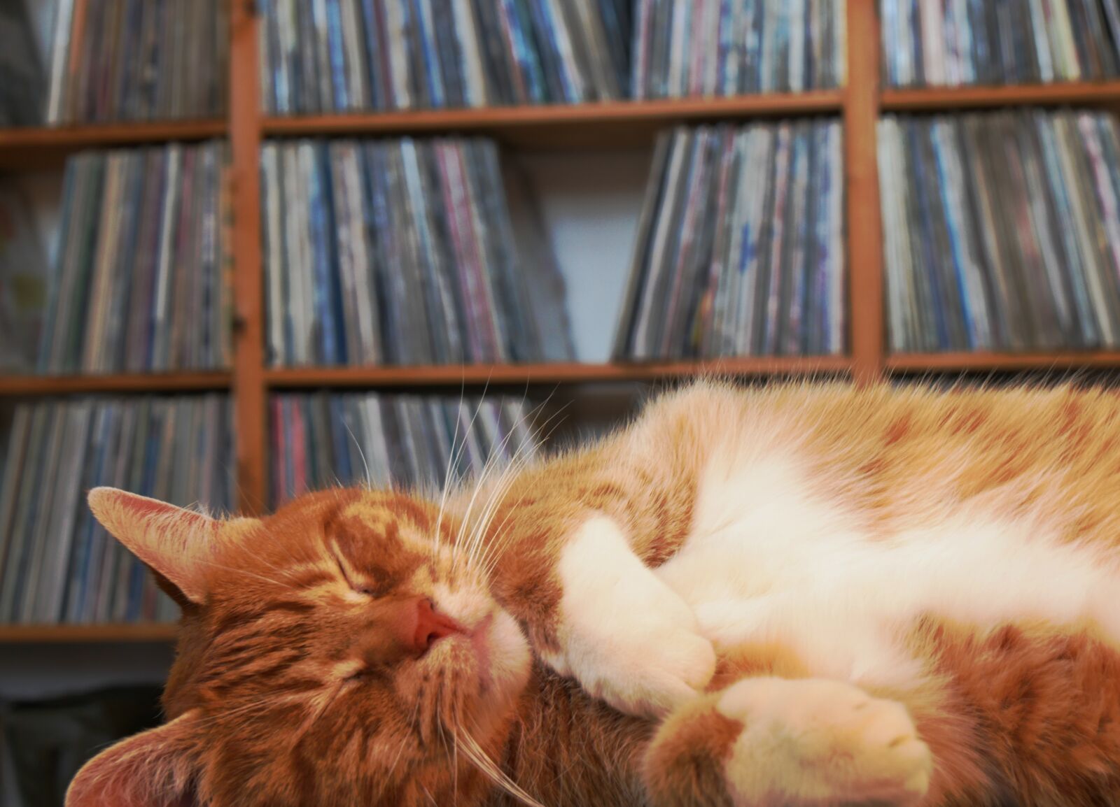 Panasonic Lumix DMC-GH4 sample photo. Cat, plate collection, pet photography