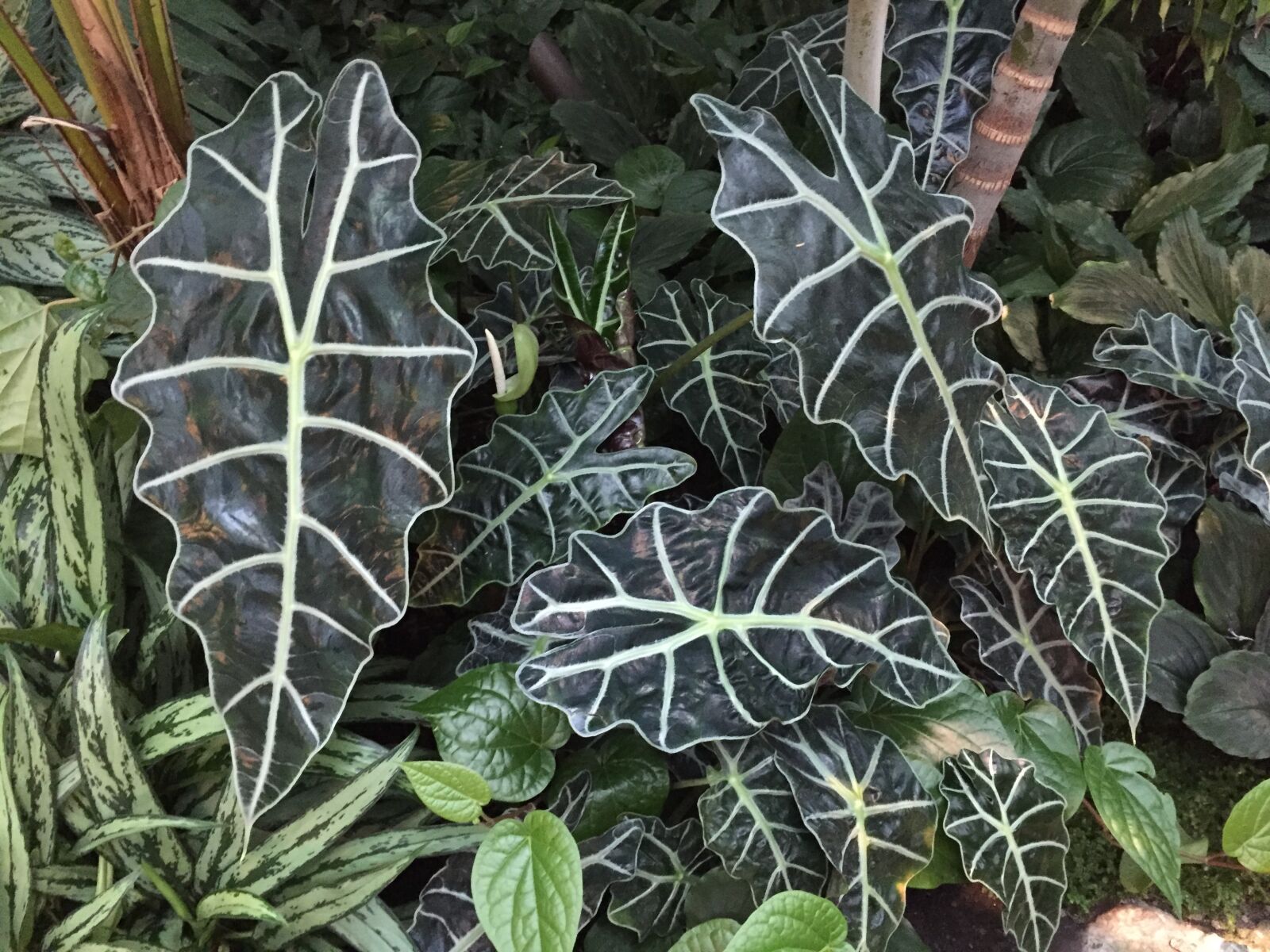 iPhone 6 back camera 4.15mm f/2.2 sample photo. Pattern, plant, design photography