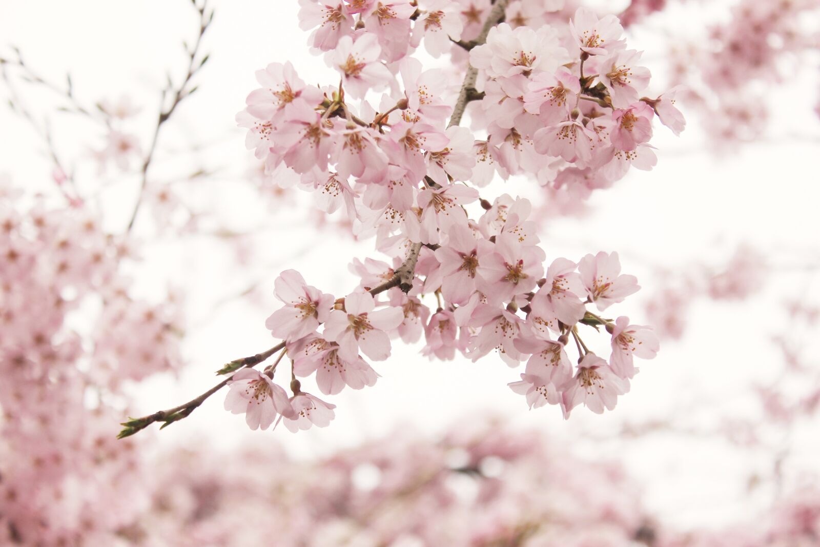 Canon EOS 550D (EOS Rebel T2i / EOS Kiss X4) sample photo. Cherry wood, flower, branch photography