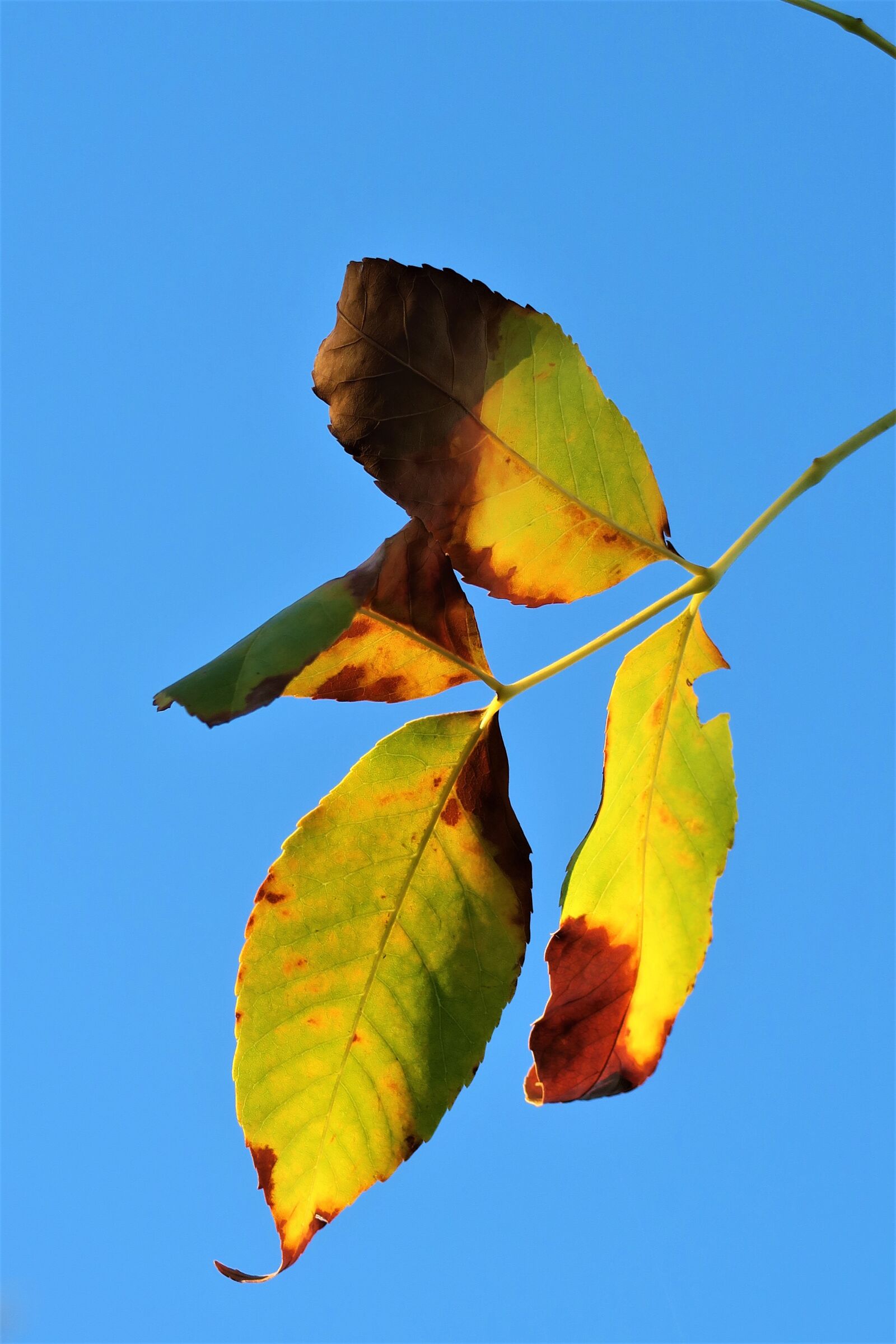 Canon PowerShot G7 X sample photo. Leaves, autumn, the leaves photography