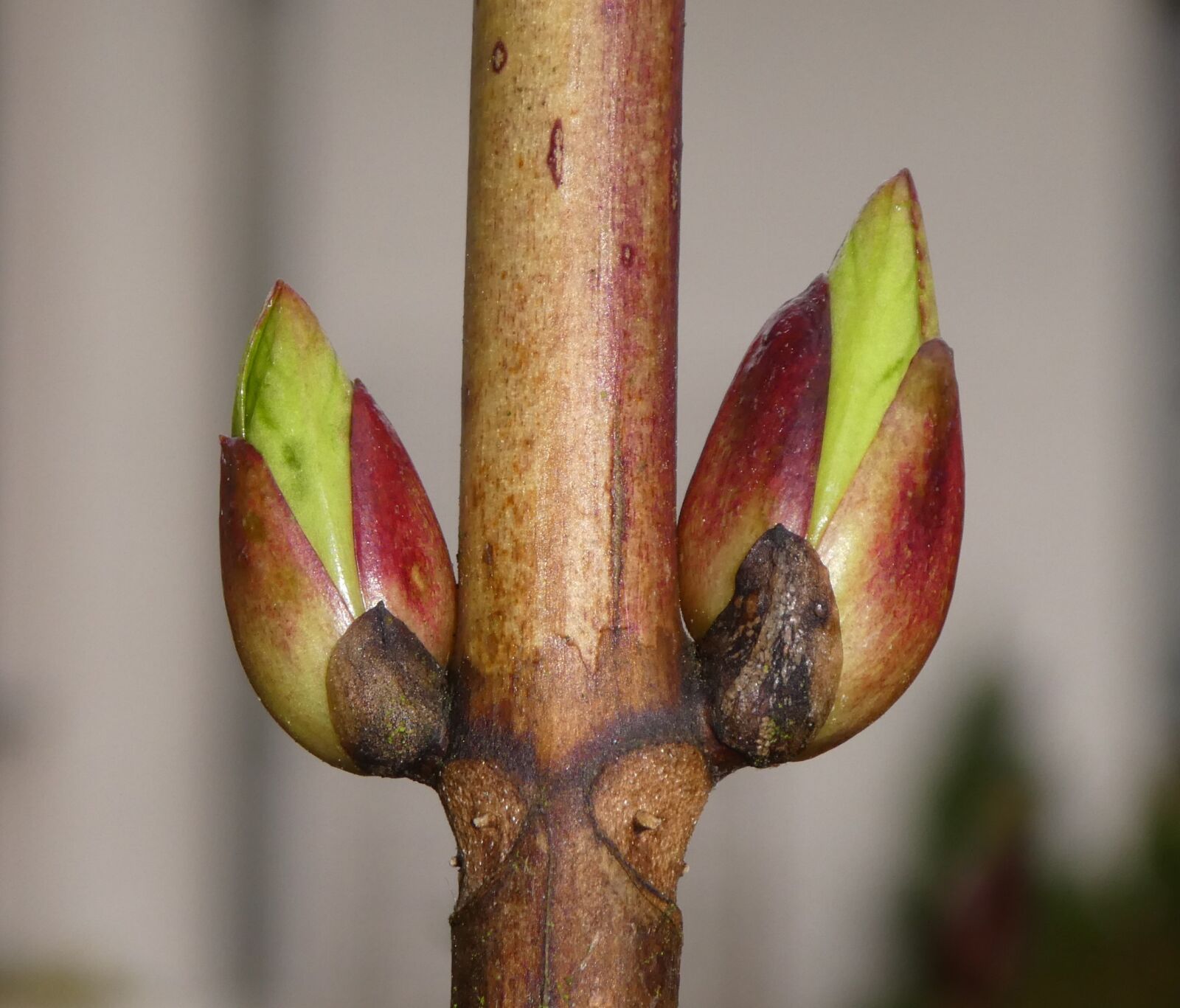 Panasonic DMC-TZ81 sample photo. Bud, close up, nature photography