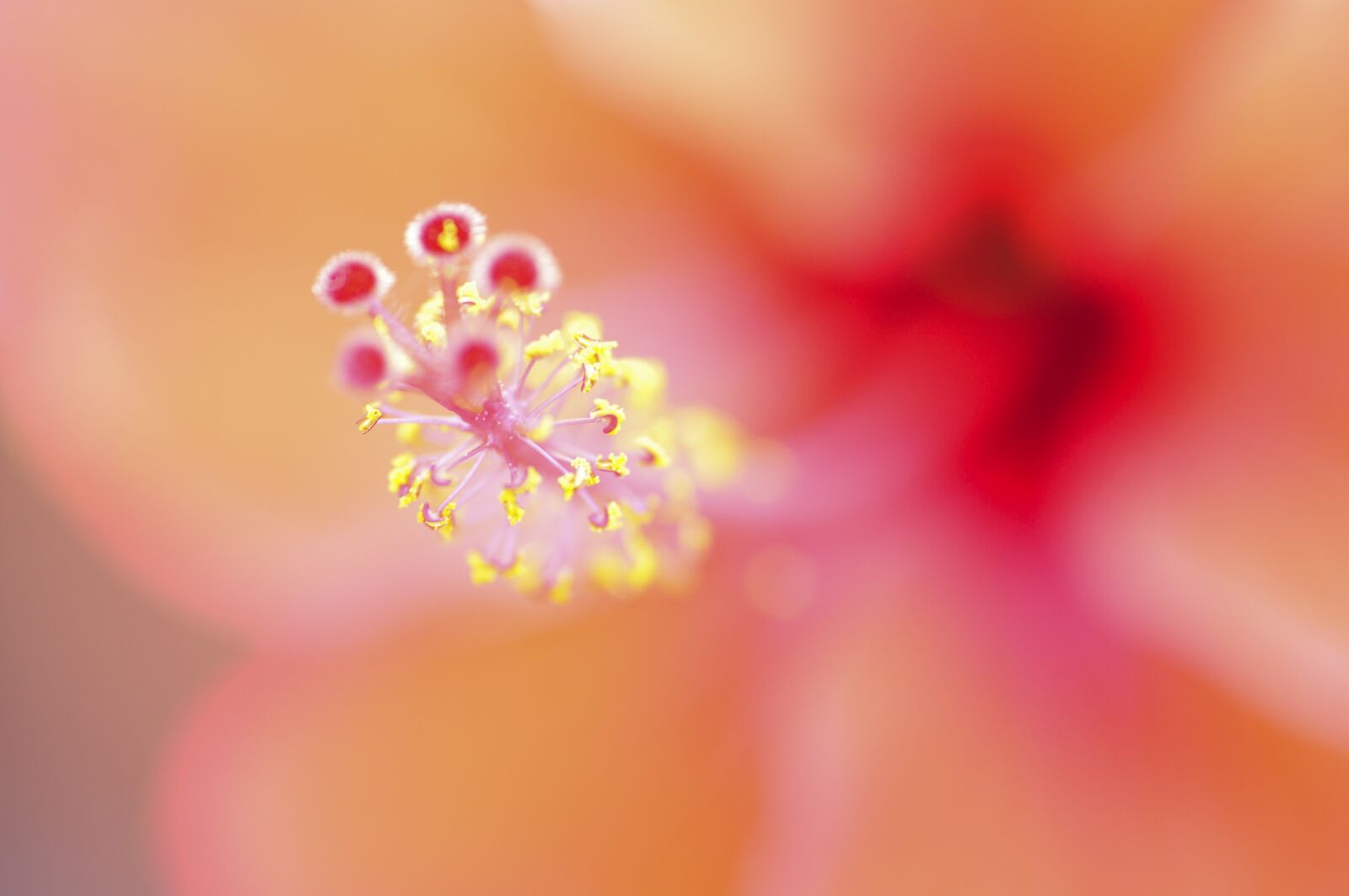 Nikon D5000 sample photo. Flower, nature, summer photography
