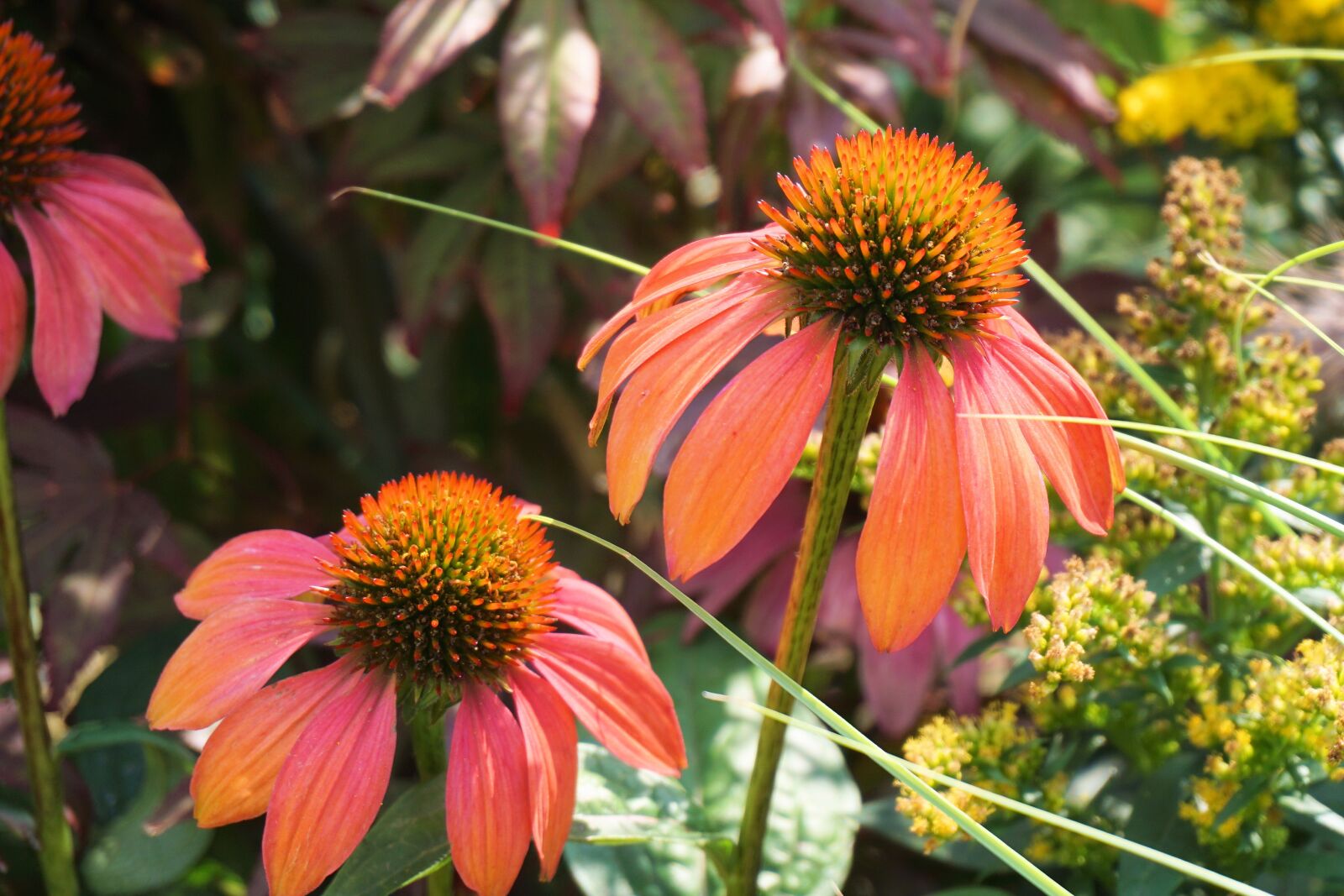 Sony a6000 sample photo. Coneflower, flower, blossom photography