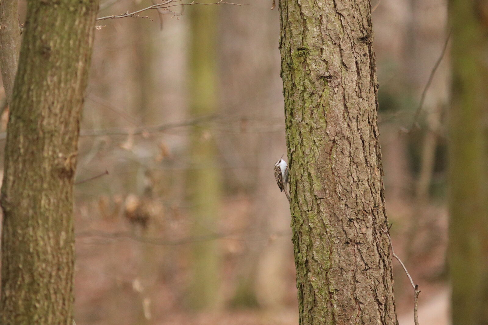 Canon EF 300mm F4L IS USM sample photo
