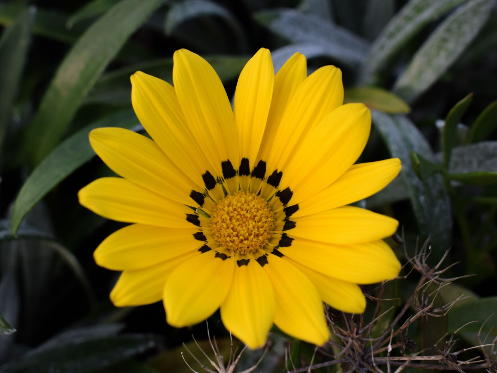 Nikon D3300 sample photo. Gazania, daisy, flower photography