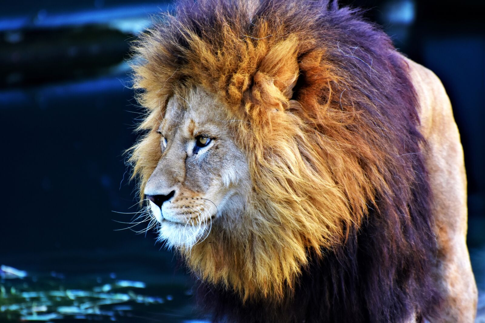Nikon D7200 sample photo. Lion, big cat, predator photography