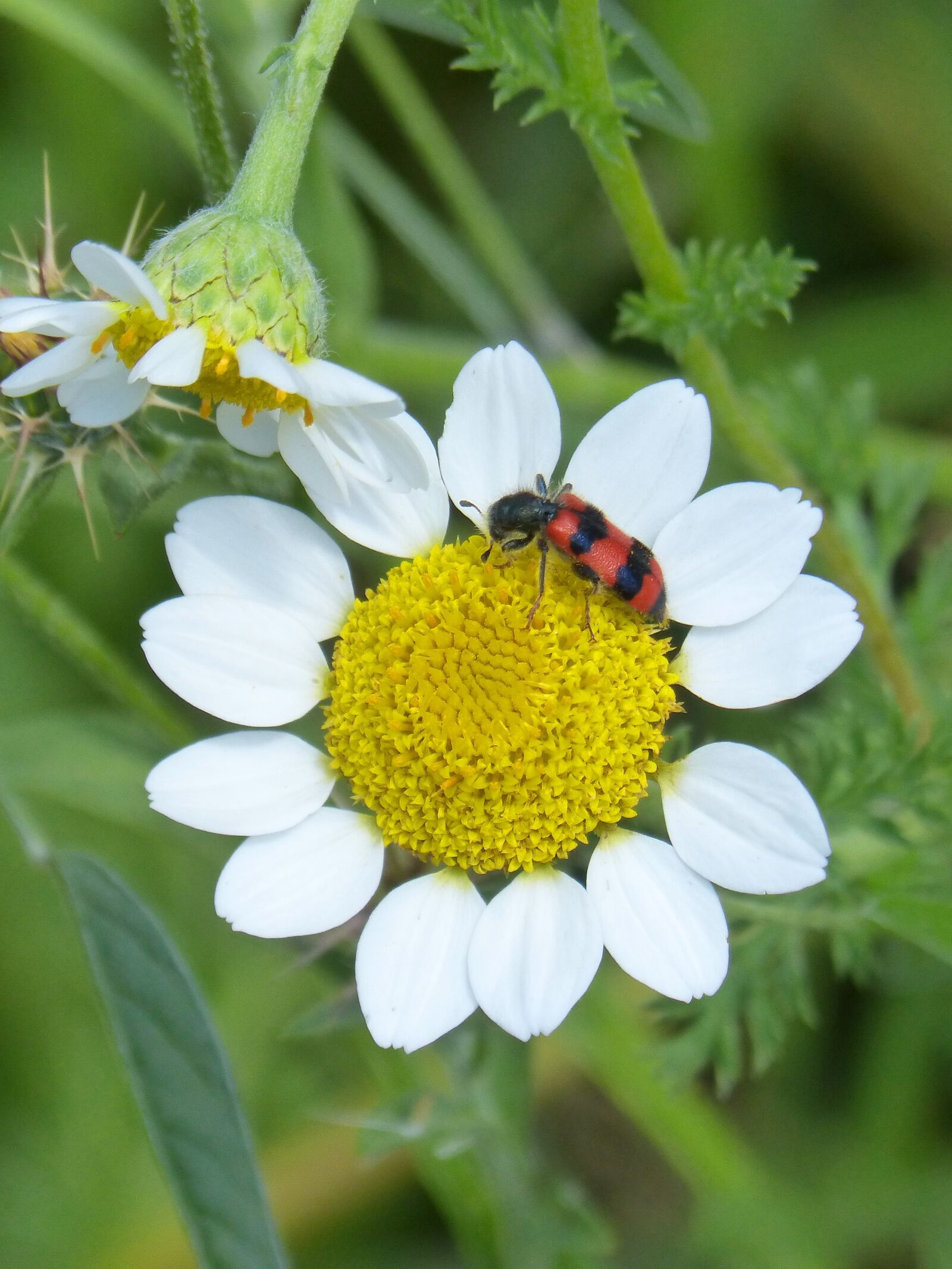 Panasonic DMC-FZ62 sample photo. Trichodes apiarius, orange beetle photography