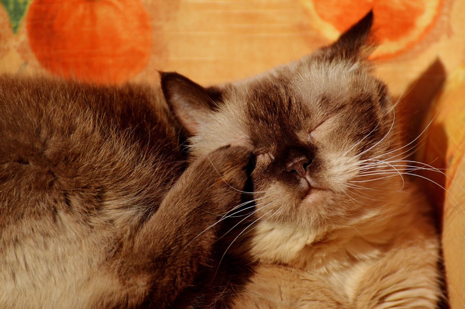 Nikon D3200 sample photo. British shorthair, rest, relaxed photography