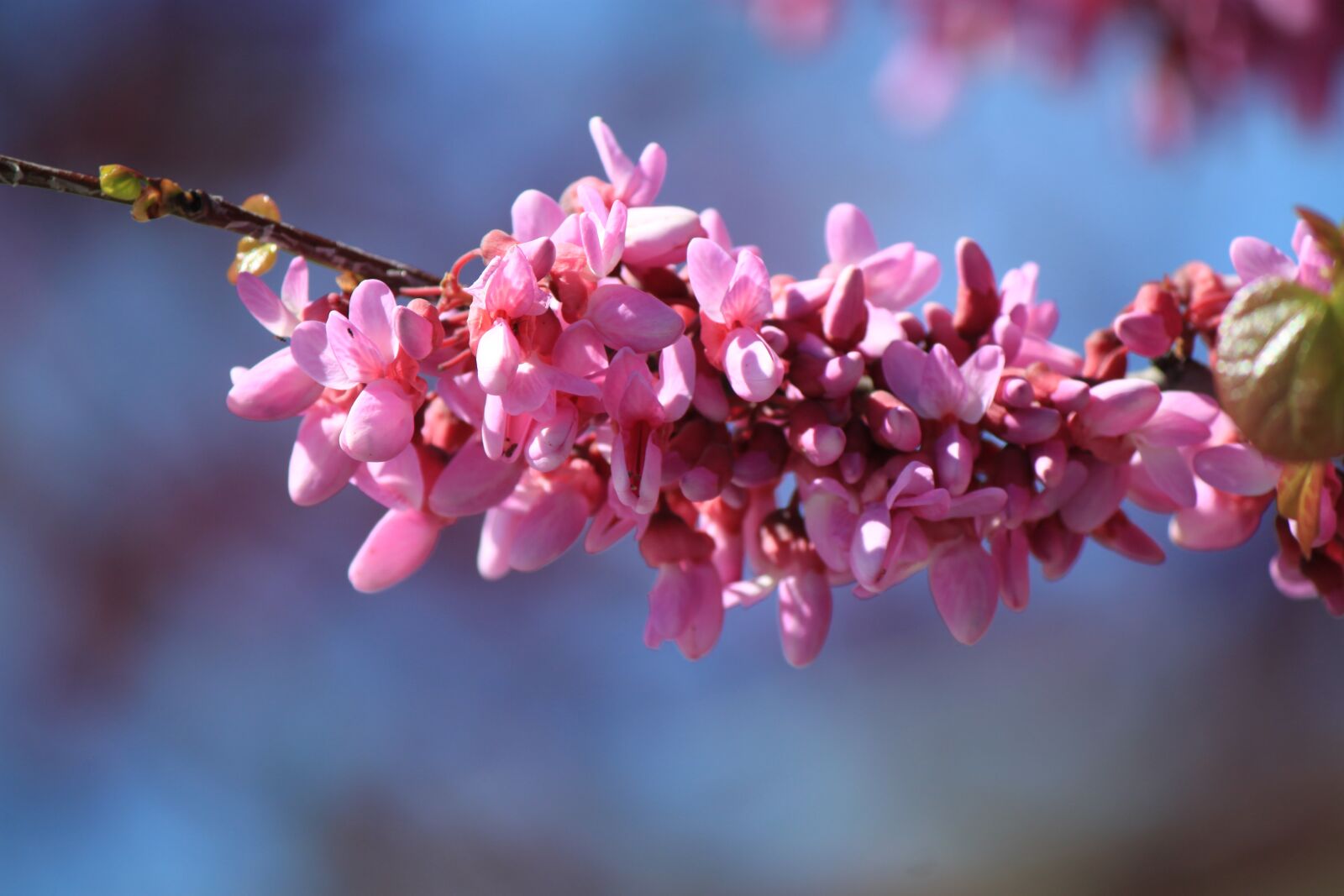 Canon EOS 500D (EOS Rebel T1i / EOS Kiss X3) sample photo. Flower, nature, tree photography