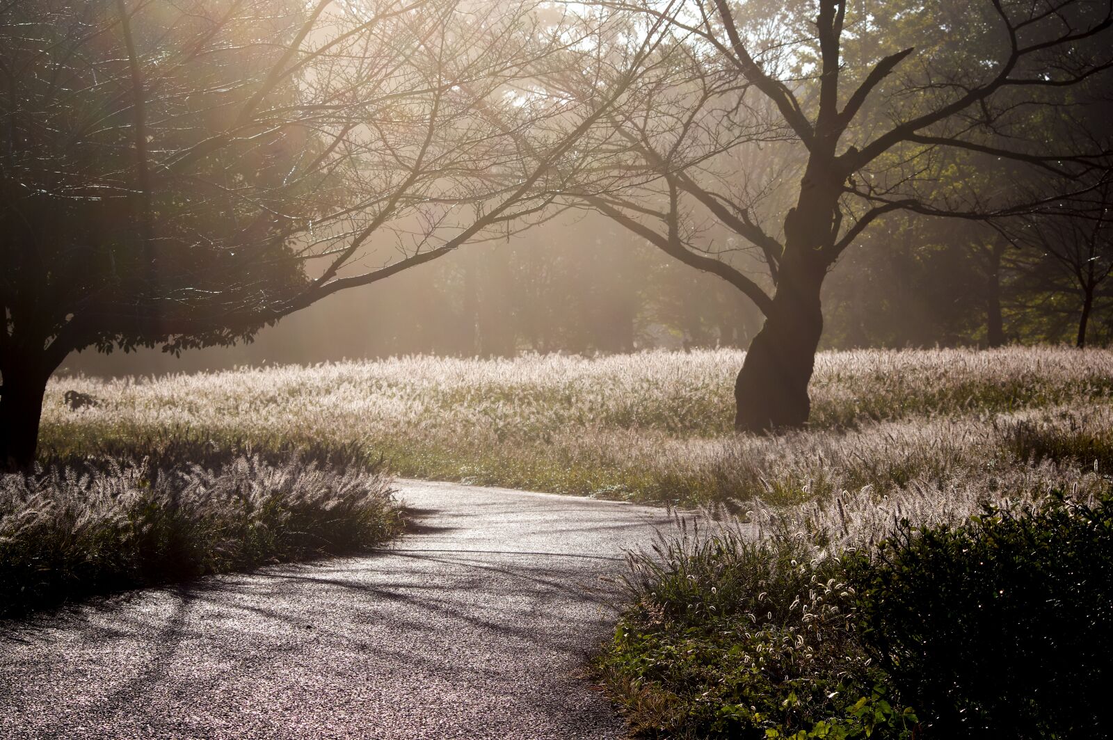Pentax K-3 sample photo. Japan, arboretum, backlight photography