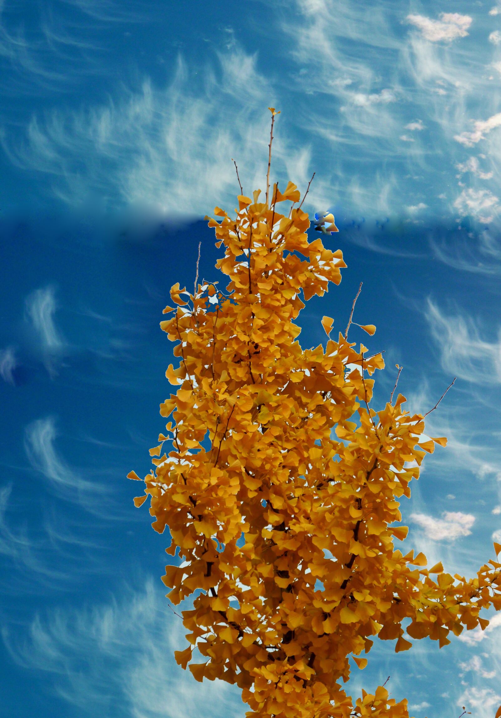 Panasonic DMC-TZ7 sample photo. Autumn, autumn colours, fall photography