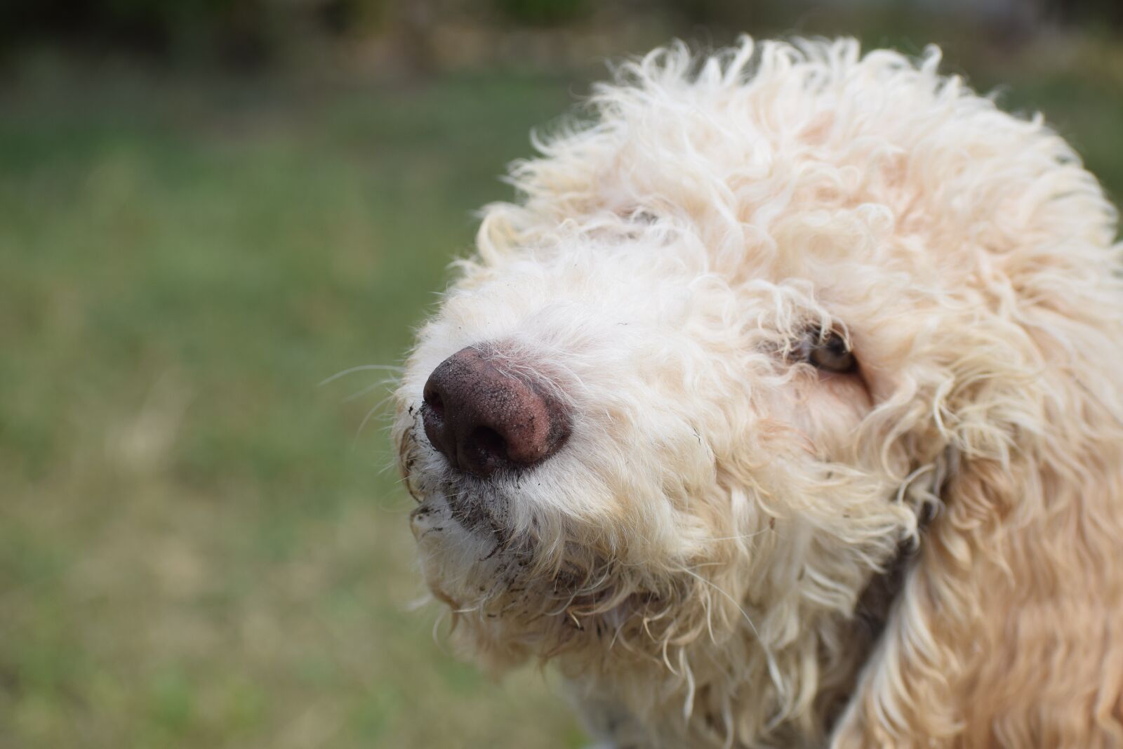 Nikon D5300 sample photo. Dog, poodle, animal photography