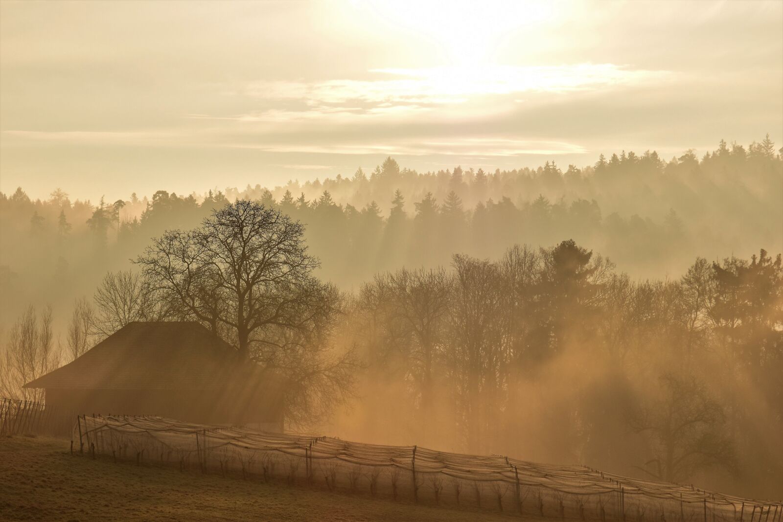 Nikon D5500 sample photo. Landscape, morgenrot, autumn photography
