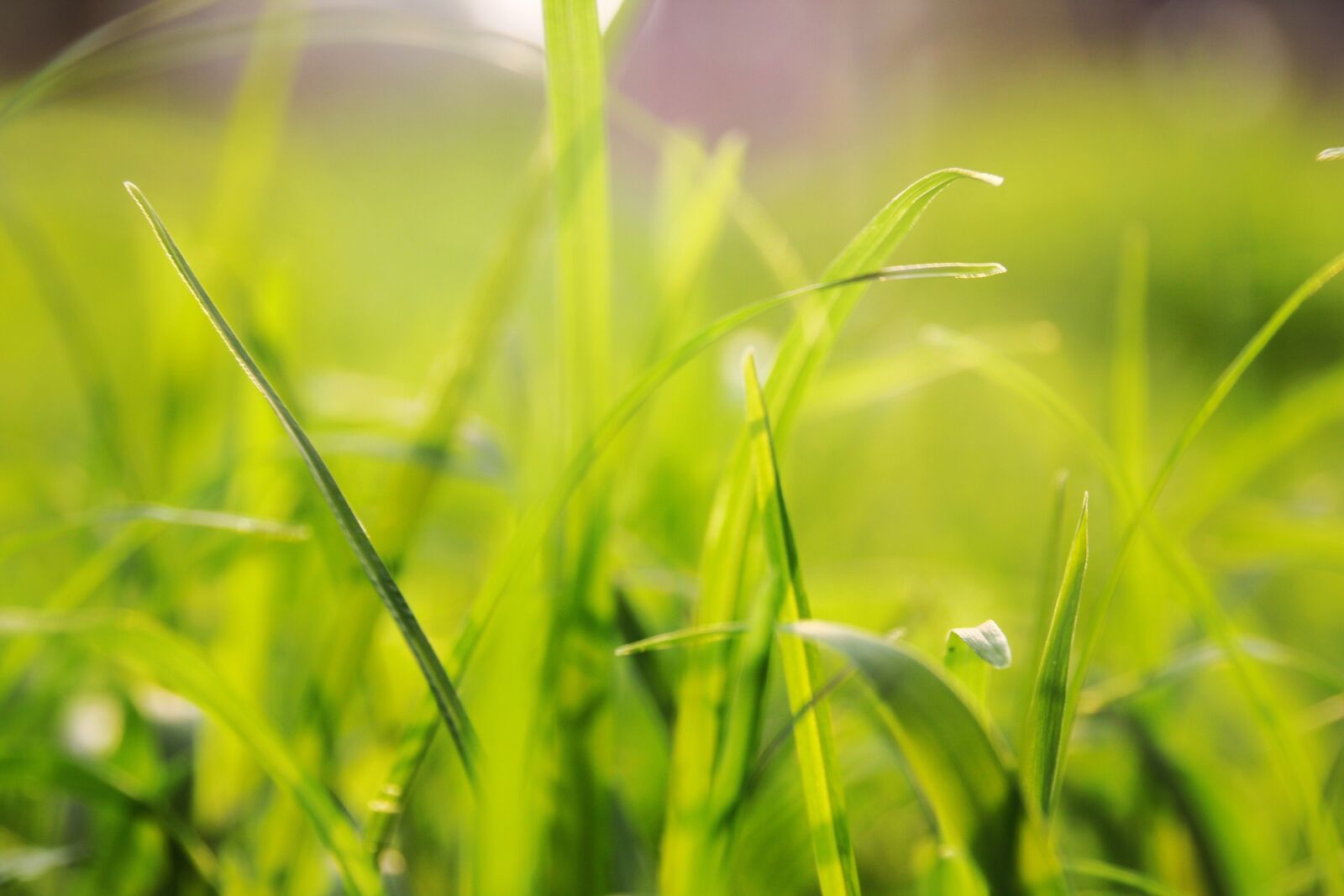 Canon EOS 60D sample photo. Grass, background, solid photography