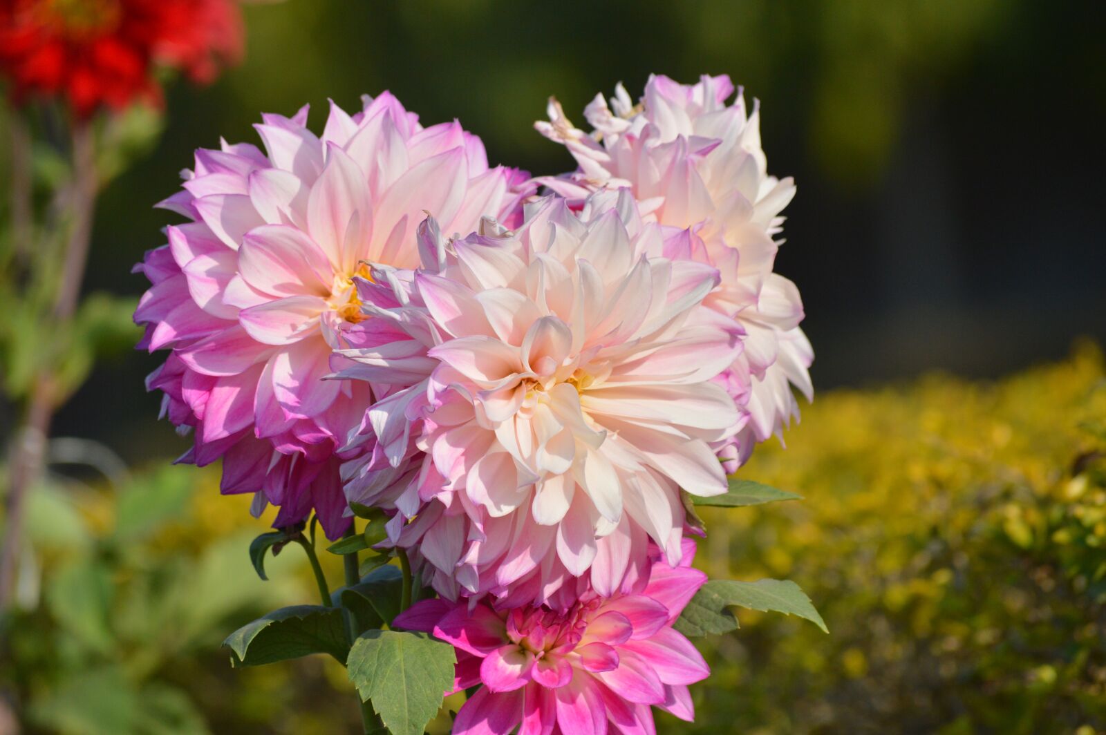 Nikon D3200 sample photo. Flower, nature, flora photography
