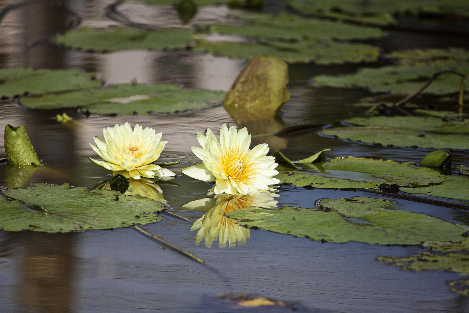 Canon EOS 500D (EOS Rebel T1i / EOS Kiss X3) sample photo. Flowering, nymphaea alba, aquatic photography