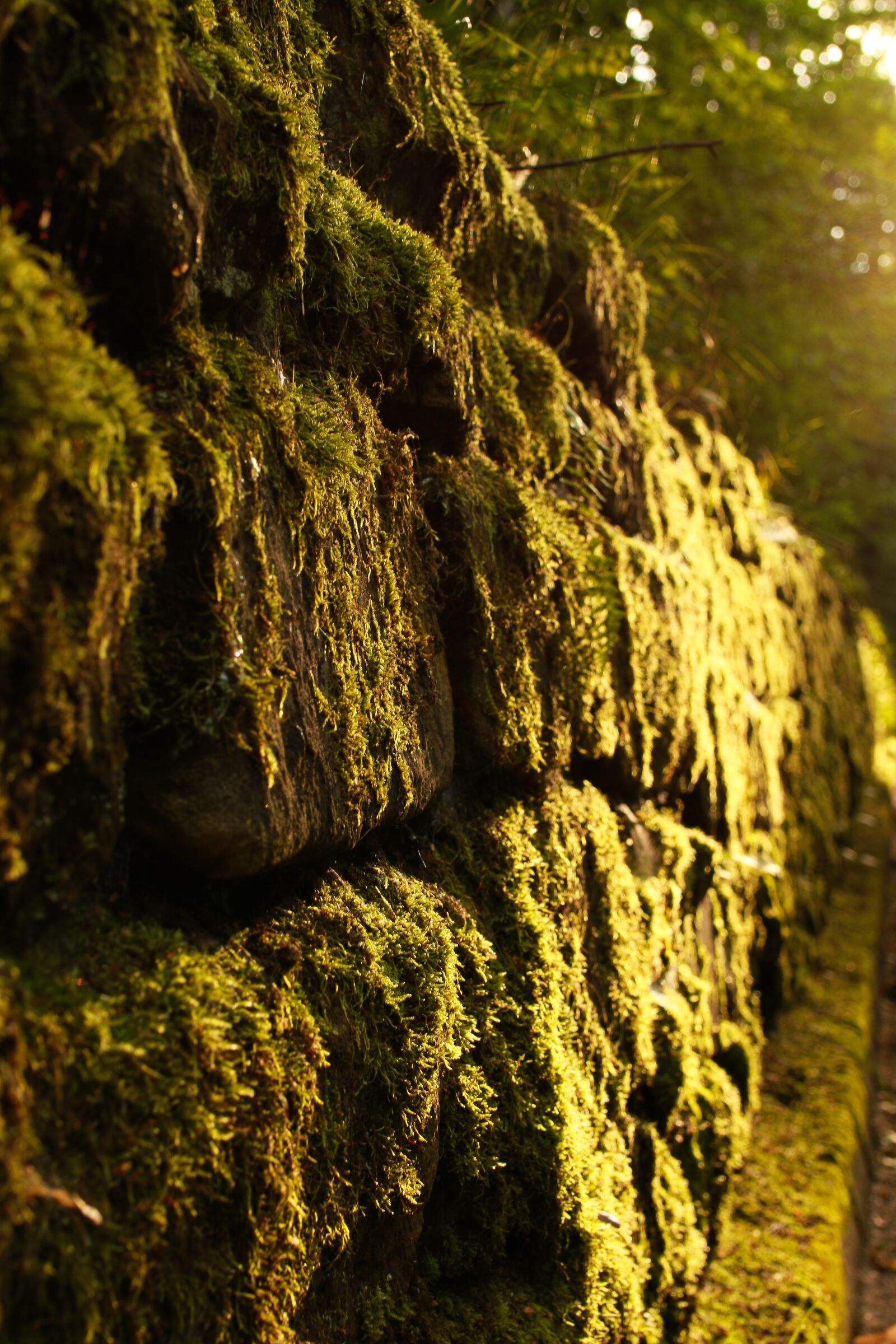 Tamron SP 35mm F1.8 Di VC USD sample photo. Moss, wall, nature photography