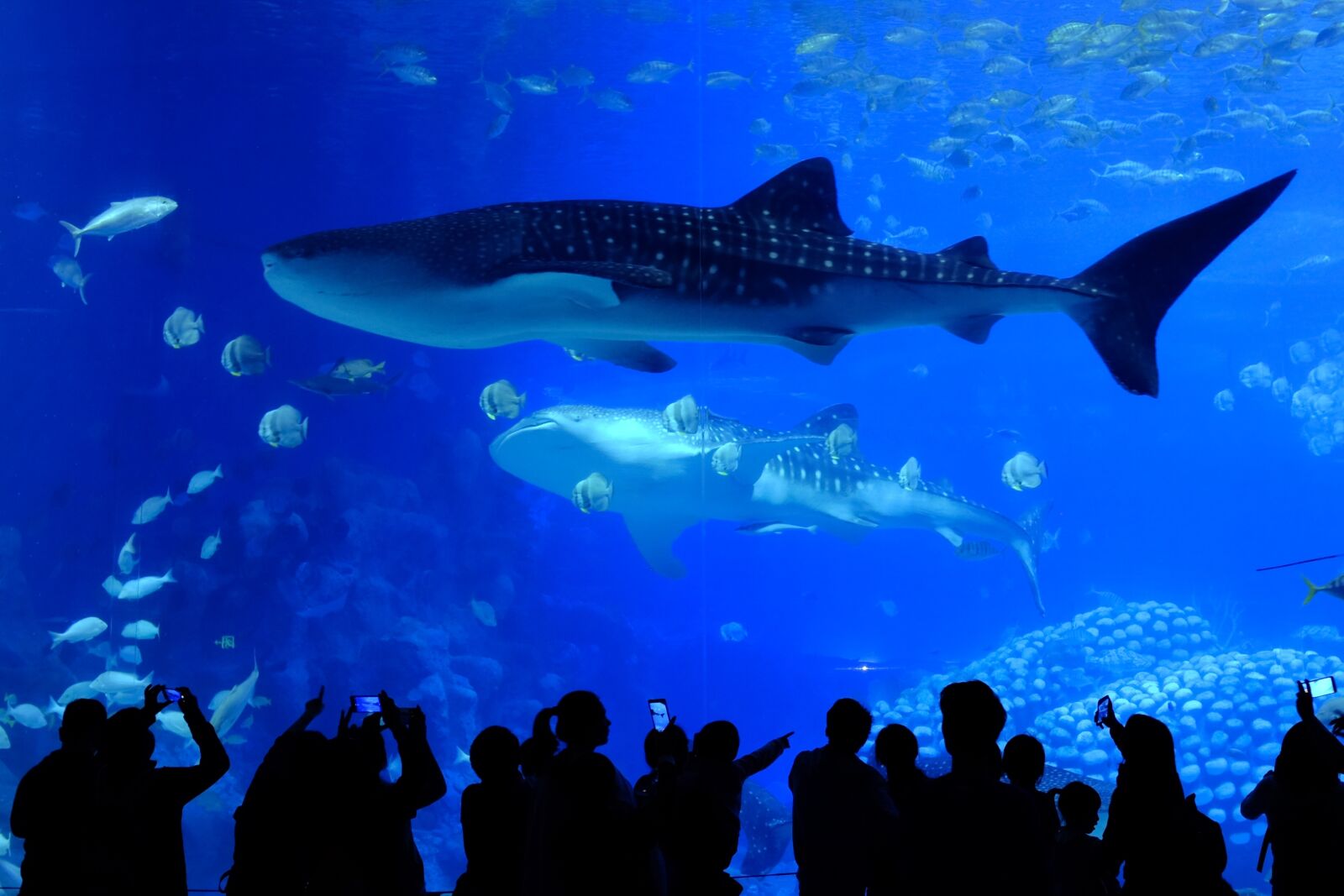 Fujifilm X100T sample photo. Underwater, fish, waters photography